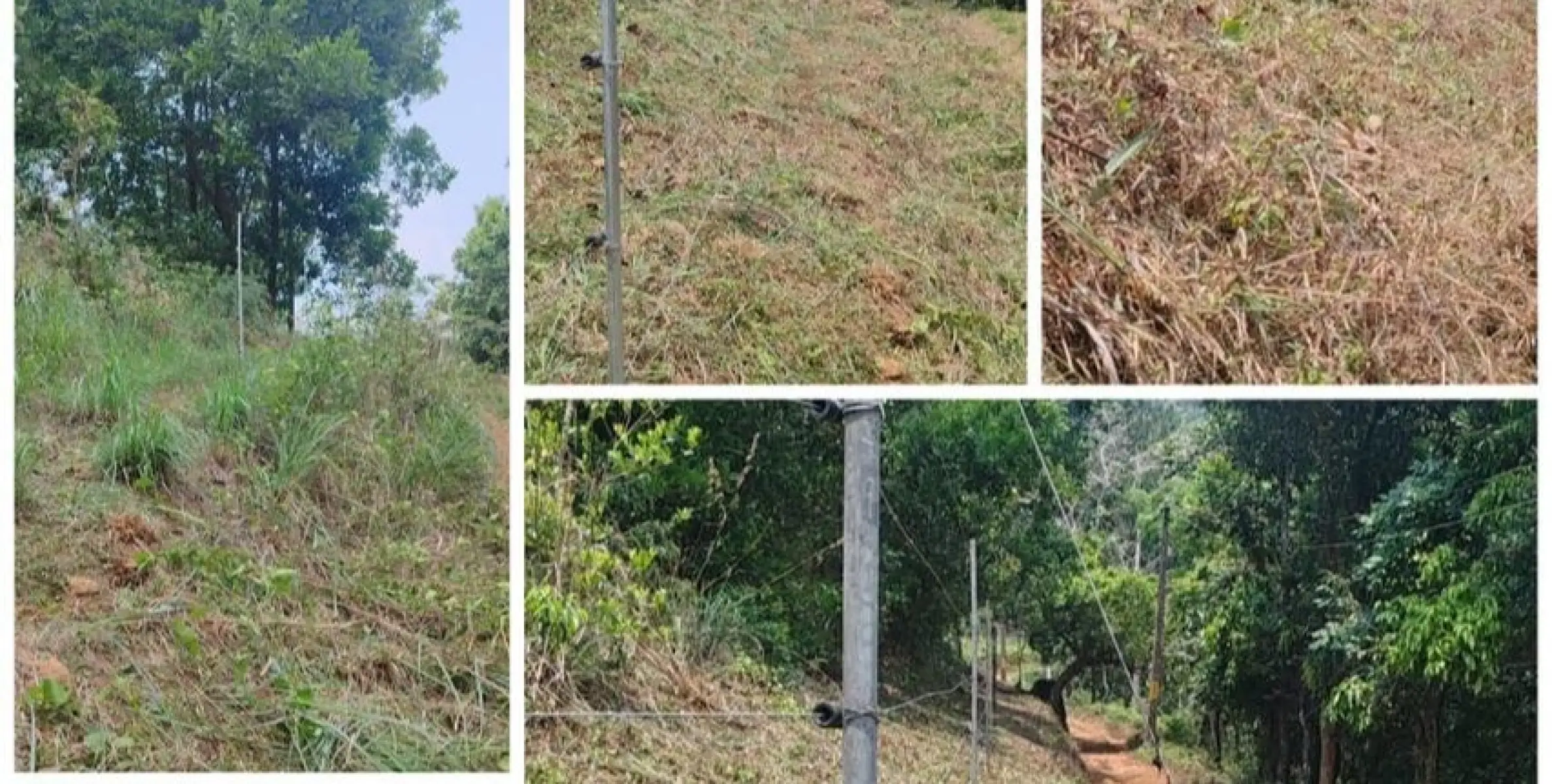 വന്യജീവി ആക്രമണം- ഹോട്ട്സ്പോട്ടുകളിൽ അടിക്കാടുകൾ നീക്കം ചെയ്യുന്ന പ്രവൃത്തി ആരംഭിച്ചു