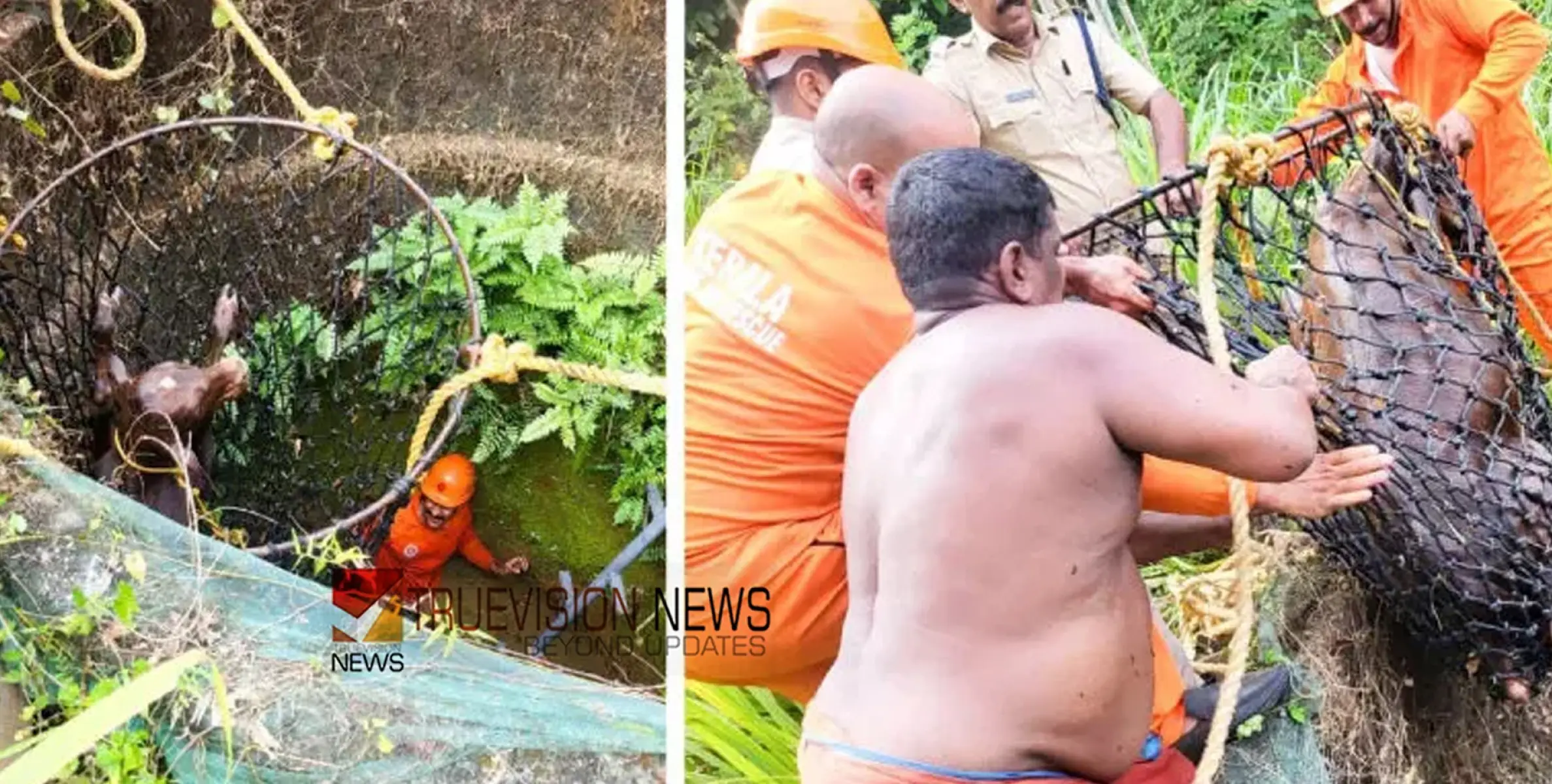 ഓടിച്ചാടി കിണറ്റിൽ വീണു;  20 അ​ടി​യു​ള്ള കി​ണ​റ്റി​ൽ വീ​ണ പ​ശു​ക്കു​ട്ടി​ക്ക് ​ര​ക്ഷ​ക​രാ​യി അ​ഗ്​​നി​ര​ക്ഷാ​സേ​ന
