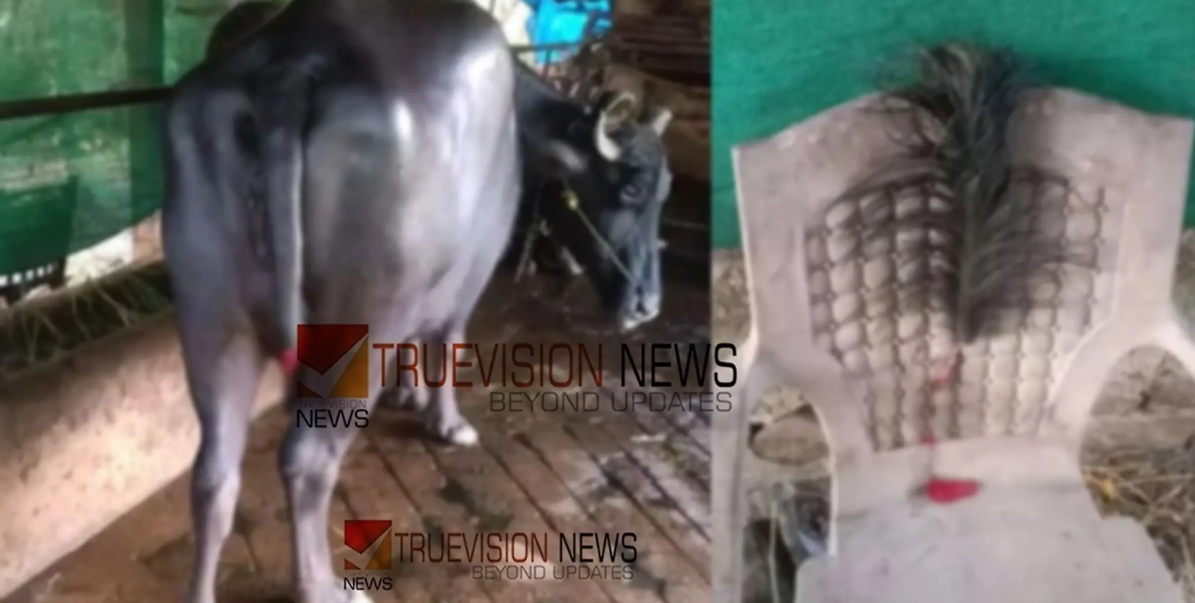 മിണ്ടാപ്രാണിയോട് കൊടും ക്രൂരത; എരുമയുടെ വാൽ മുറിച്ച് ഉടമയുടെ വീട്ടിൽ കൊണ്ടിട്ടു