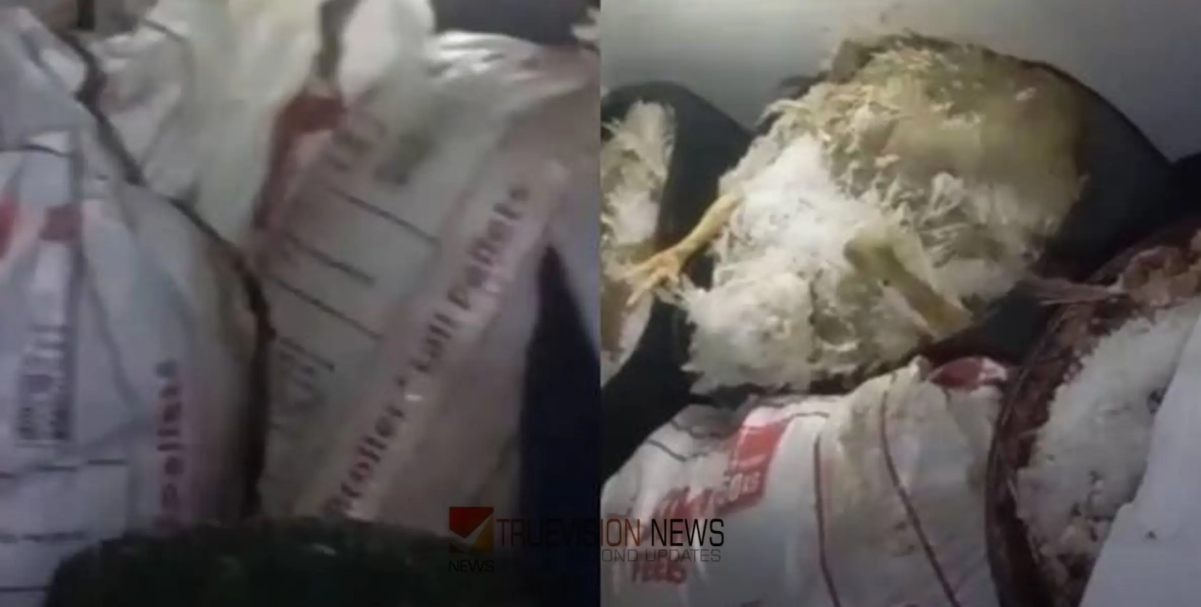 ചത്ത കോഴികൾ പുഴുവരിച്ച നിലയിൽ; ഇറച്ചിക്കടയ്ക്ക് 25000 രൂപ പിഴ ഈടാക്കാൻ ഗുരുവായൂർ നഗരസഭ