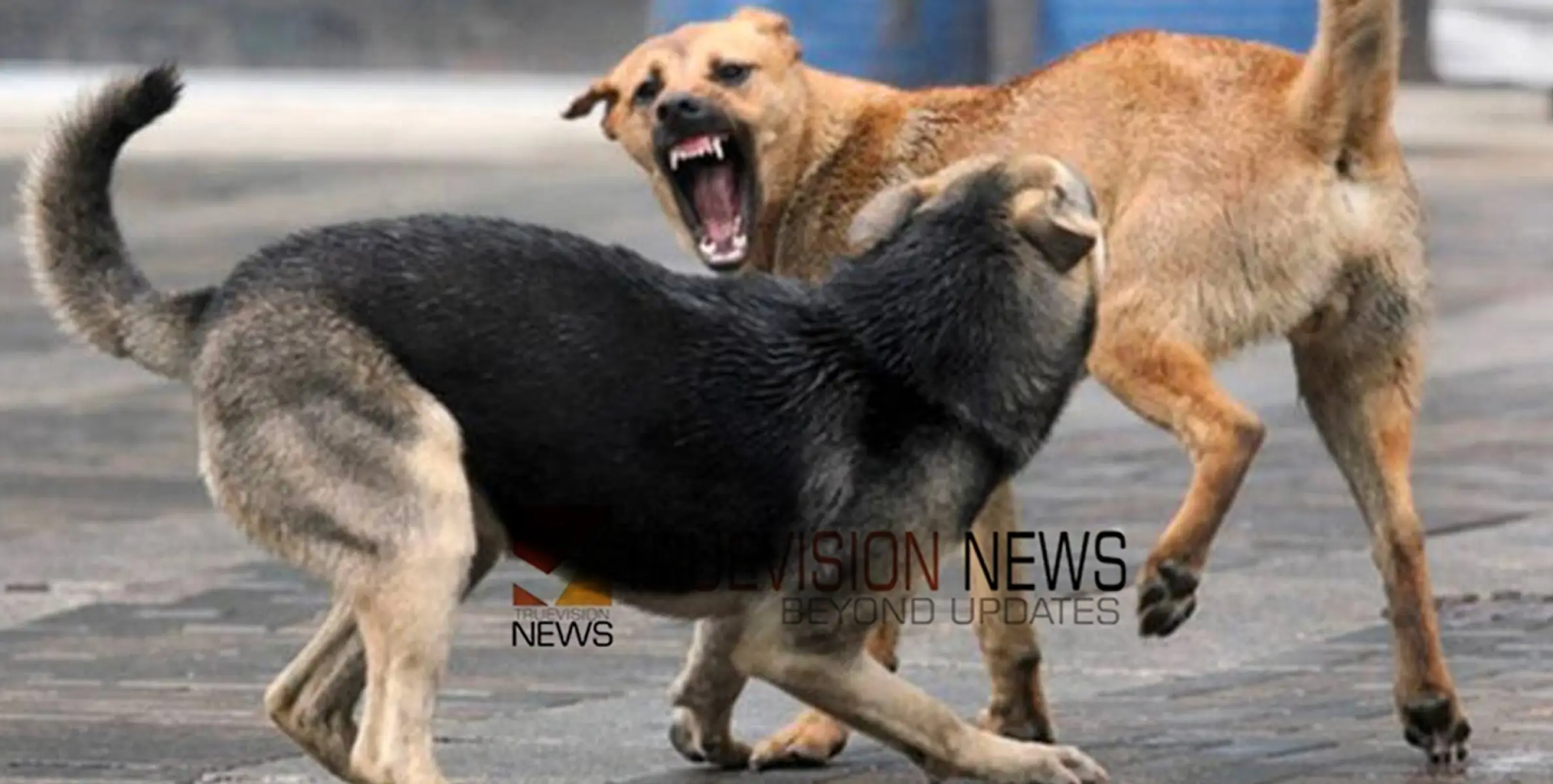 മാവേലിക്കരയില്‍ 77 പേരെ കടിച്ച നായക്ക് പേവിഷ ബാധ സ്ഥിരീകരിച്ചു, ഭീതിയിൽ പ്രദേശവാസികൾ