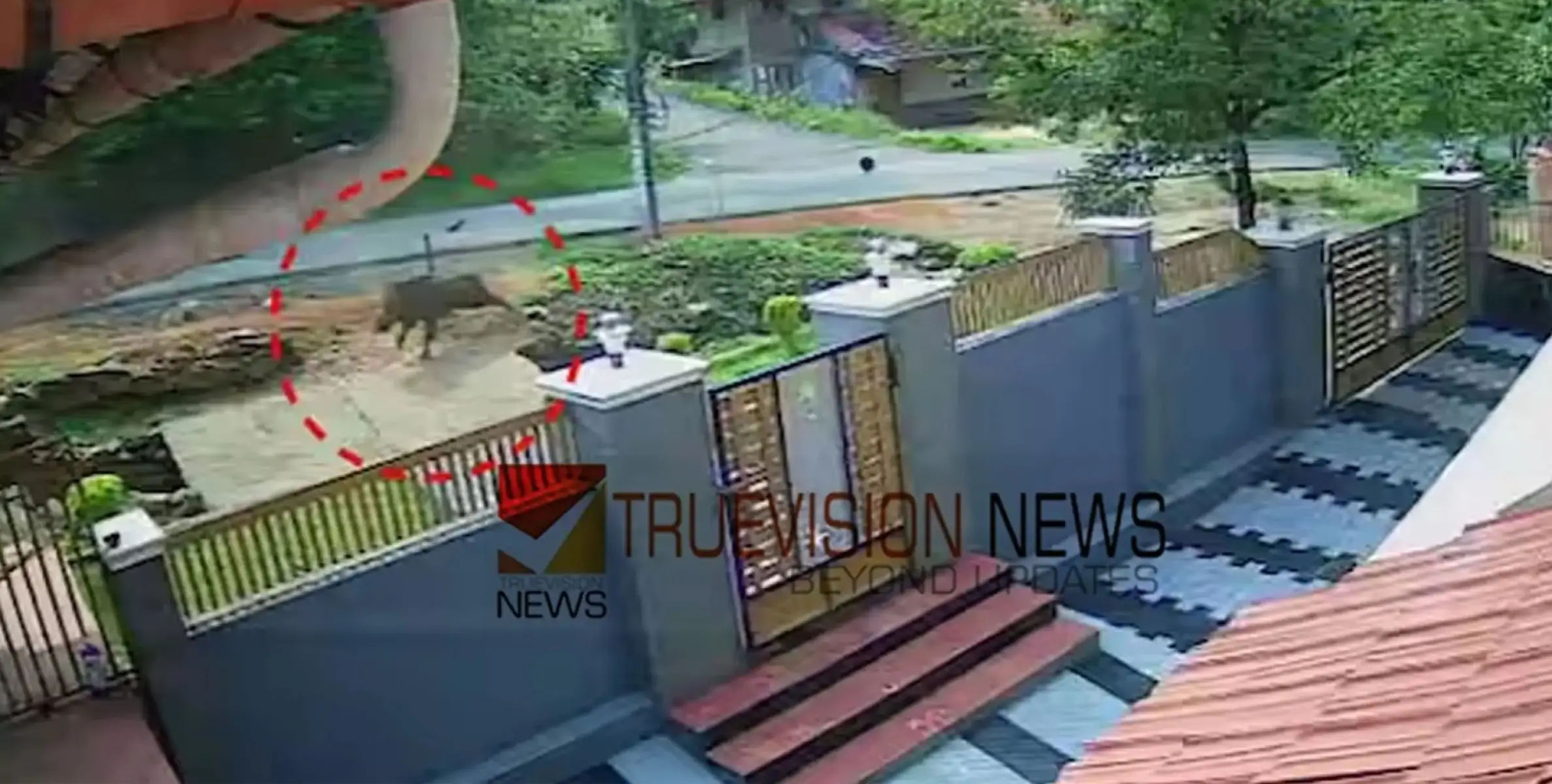 സ്കൂട്ടറിൽ യാത്ര ചെയ്യവെ കാട്ടുപന്നിയിടിച്ച് യാത്രക്കാരിക്ക് ഗുരുതര പരിക്ക്