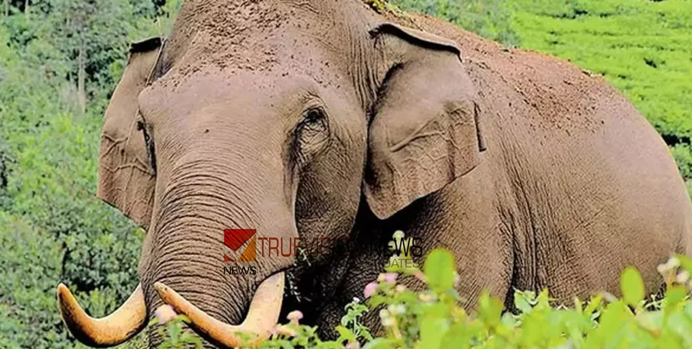 കാട്ടാന ആക്രമണത്തിൽ വീണ്ടും മരണം; അതിരപ്പിള്ളി മലക്കപ്പാറ അടിച്ചിൽതോട്ടിയിൽ 20കാരൻ കൊല്ലപ്പെട്ടു