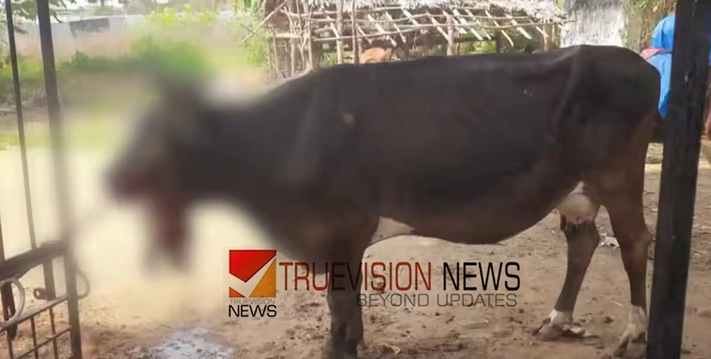 പൊറോട്ടയിൽ പൊതിഞ്ഞുവെച്ച പന്നിപടക്കം കടിച്ചു; വായിലിരുന്ന് പടക്കം പൊട്ടി പശുവിന് പരിക്ക്