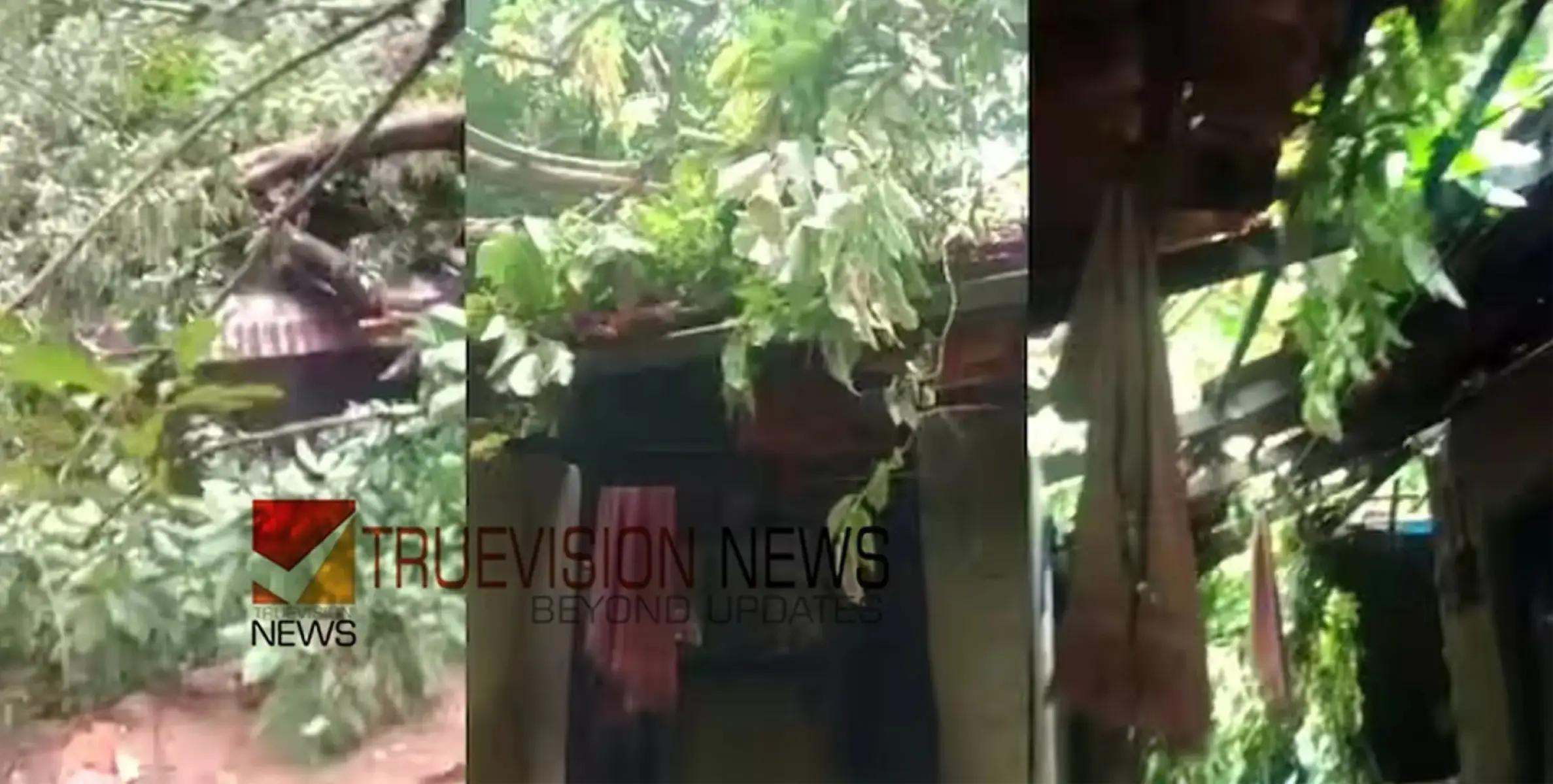 വീടിന് മുകളിൽ മരം വീണ് വീട്ടമ്മയ്ക്ക് ഗുരുതര പരിക്ക്