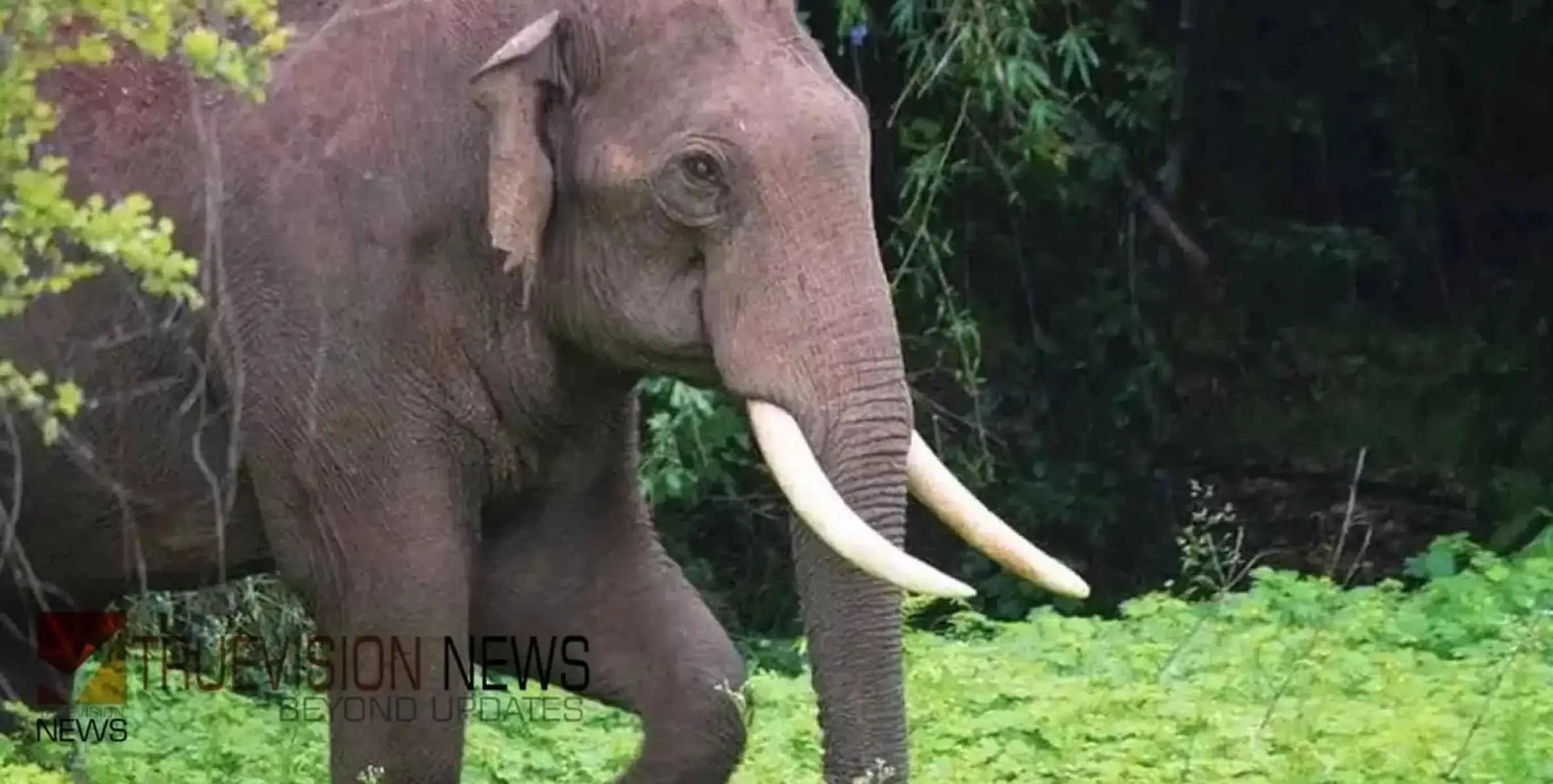 കാട്ടാന ആക്രമത്തിൽ വയോധികന് പരിക്ക്