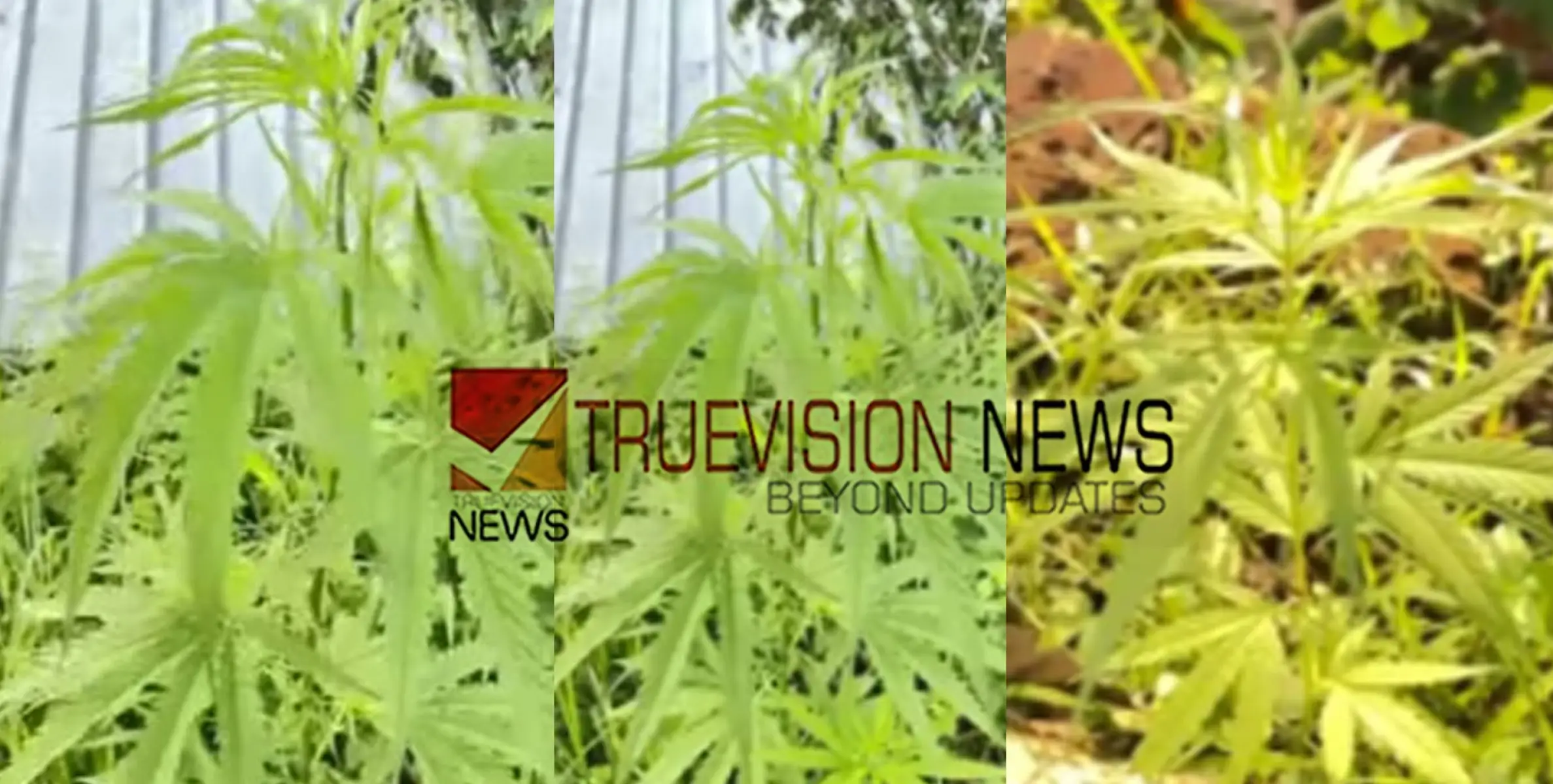 കോഴിക്കോട് കുറ്റ്യാടിയിൽ വീട്ടുവളപ്പിൽ കഞ്ചാവ് കൃഷി കണ്ടെത്തി 