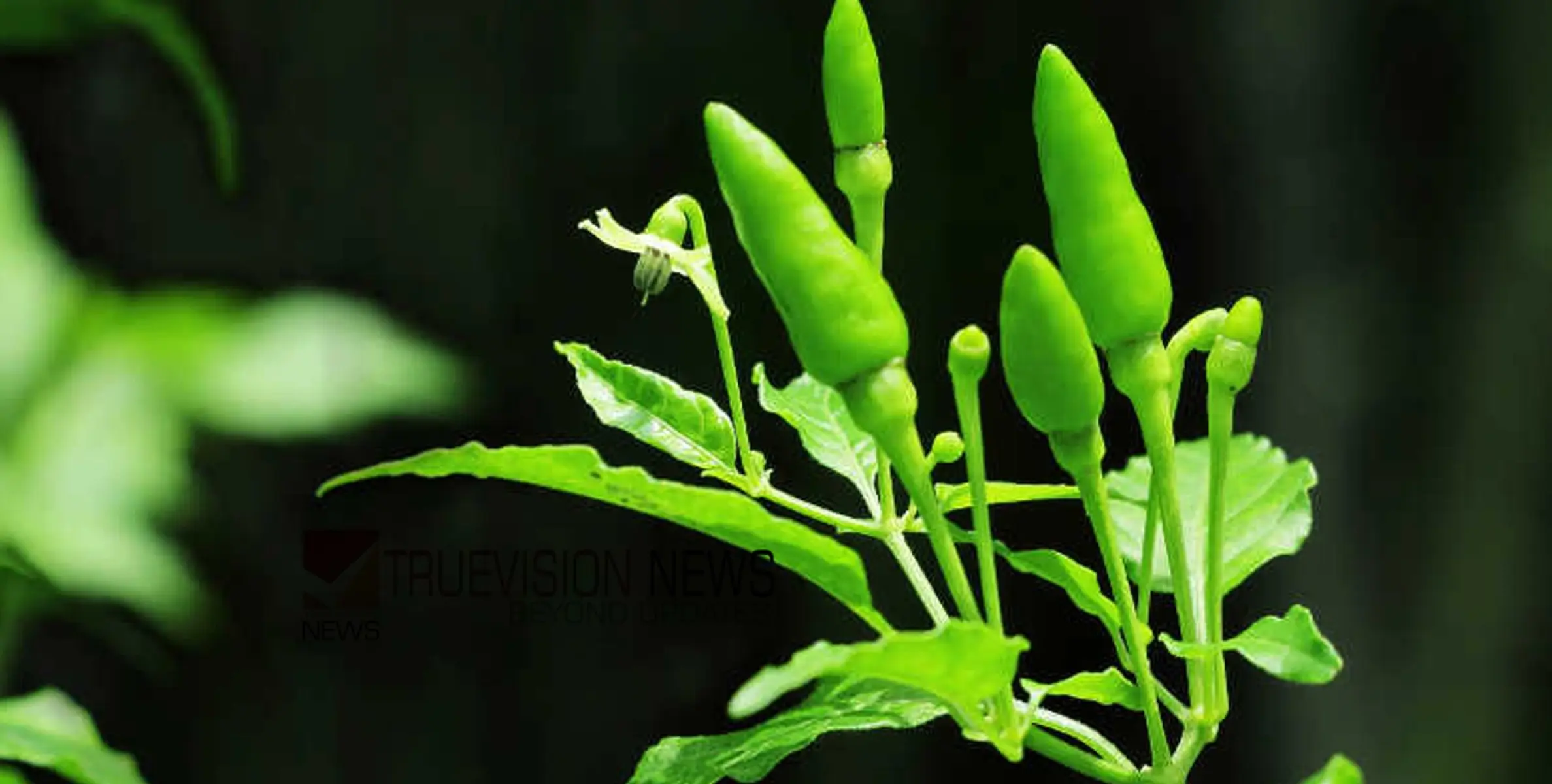 നിസാരമായി കാണരുത് ....; കാന്താരി കഴിക്കുന്നവരാണെങ്കിൽ ഇതറിഞ്ഞോളൂ...!