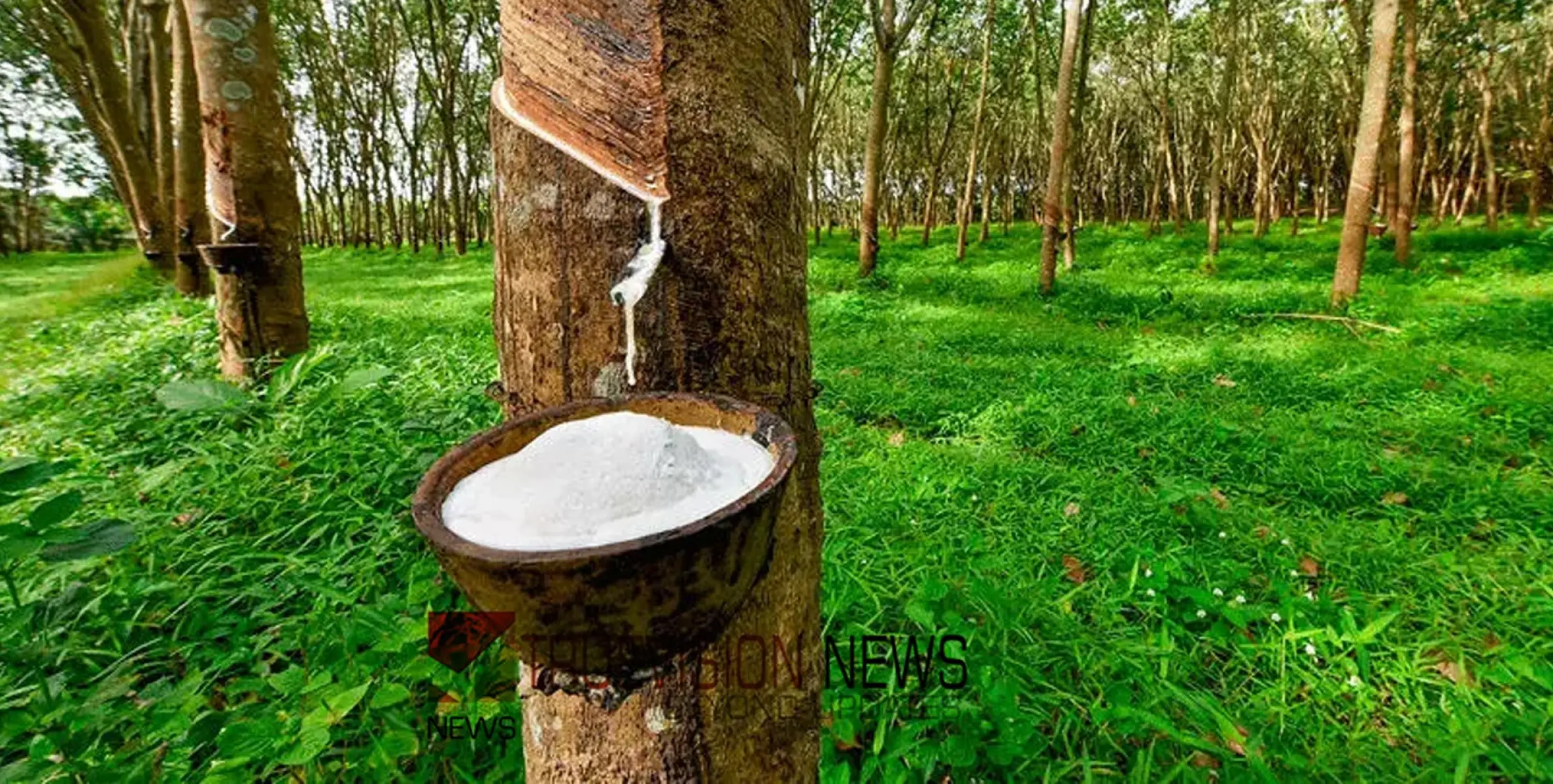  നെഞ്ചിടിപ്പോടെ കർഷകർ; റ​ബ​ർ വി​ല ഇ​ടി​യു​ന്നു