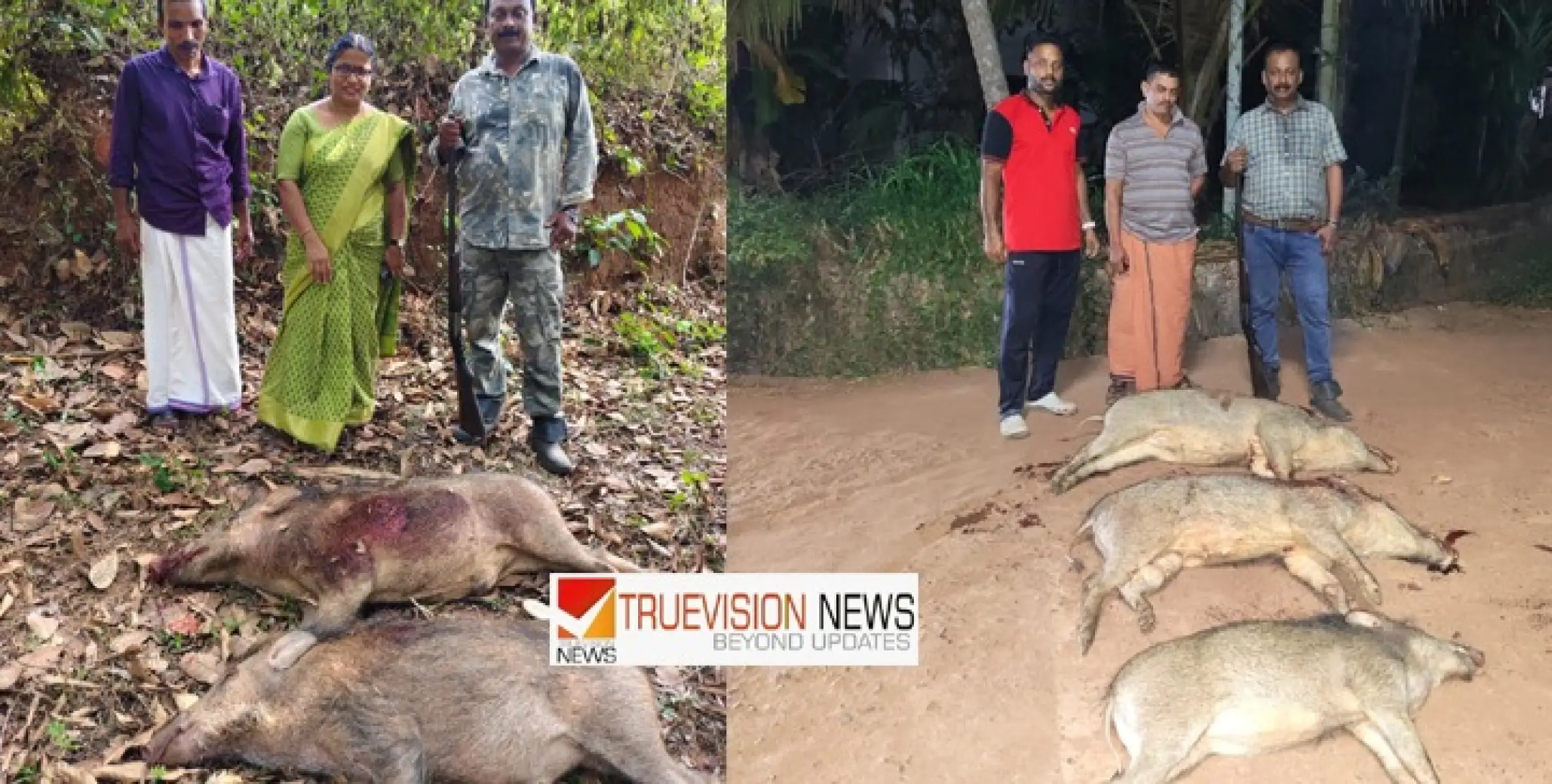 പൊതുജനങ്ങൾക്കും,കൃഷിയിടങ്ങൾക്കും ഭീഷണി ; എരഞ്ഞോളിയിൽ  വെടിവച്ചു കൊന്ന കാട്ടുപന്നികളുടെ എണ്ണം 100 കടന്നു.