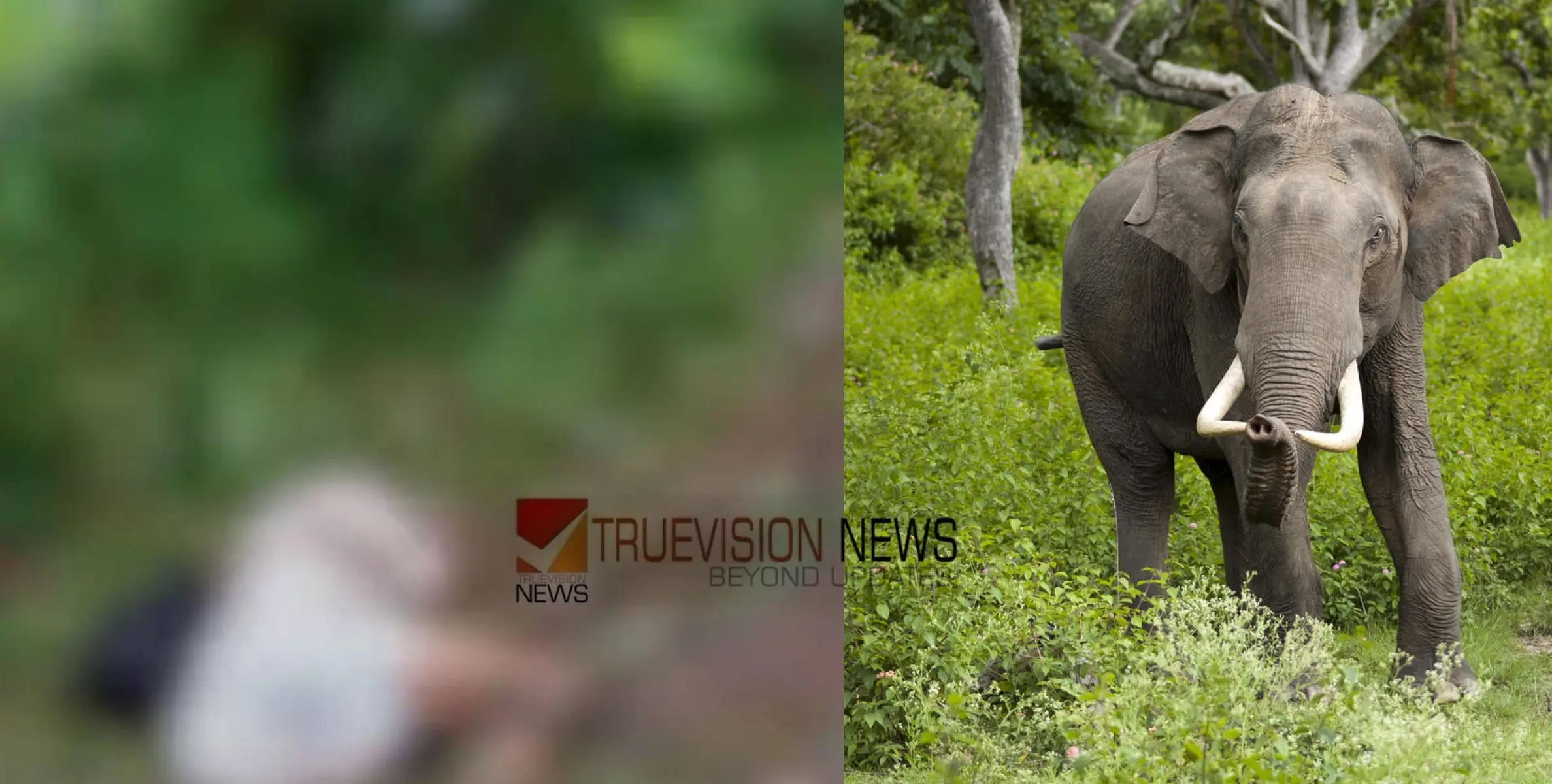 തീരാ കാട്ടാനക്കലി; പാലക്കാട് കാട്ടാനയുടെ ആക്രമണത്തില്‍ ടാപ്പിങ് തൊഴിലാളി കൊല്ലപ്പെട്ടു
