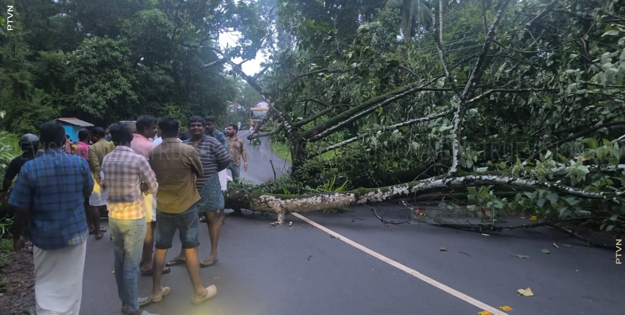 കനത്ത മഴയില്‍ മരം കടപുഴകി വീണു