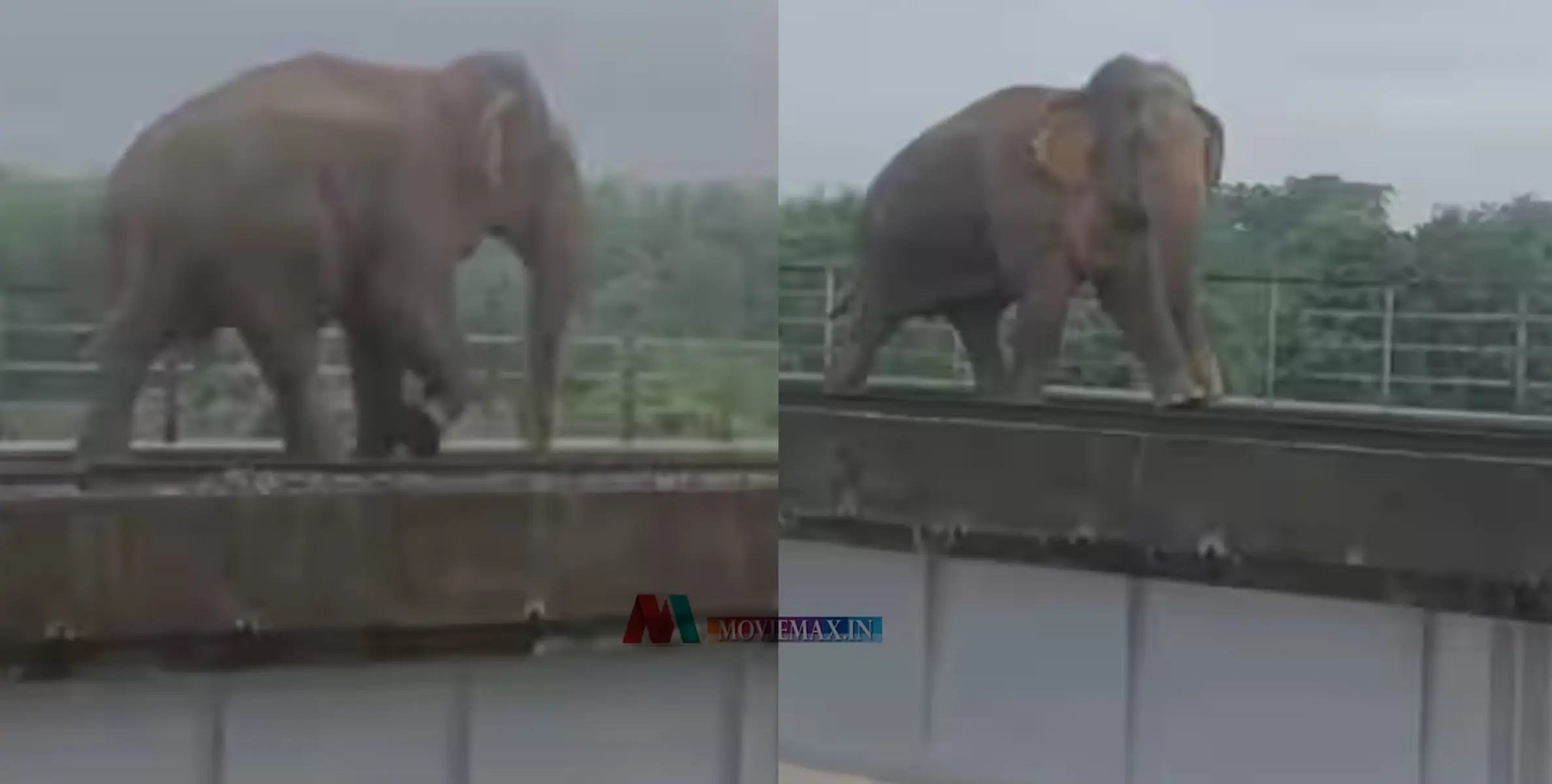 'പറ്റുമോ സക്കീർ ബായ്..' ; റെയില്‍ പാലത്തിലൂടെ കൂസലില്ലാതെ നടക്കുന്ന ആന, വീഡിയോ വൈറൽ