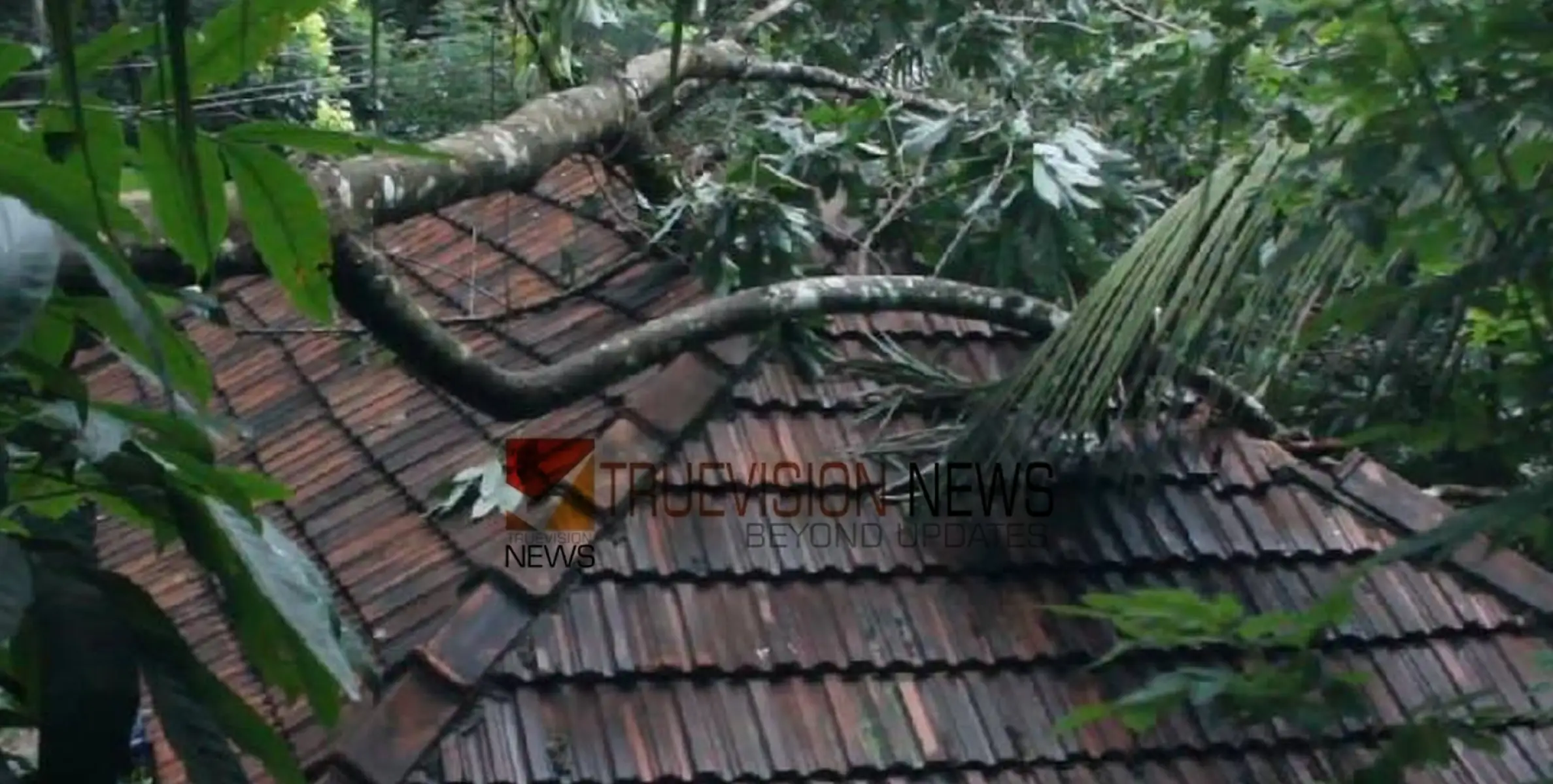 അതിശക്ത മഴ;  കിളിമാനൂരിൽ വീടിനു മുകളിൽ മരം വീണ് മേൽക്കൂര തകർന്നു, കുട്ടികൾ അത്ഭുതകരമായി രക്ഷപ്പെട്ടു