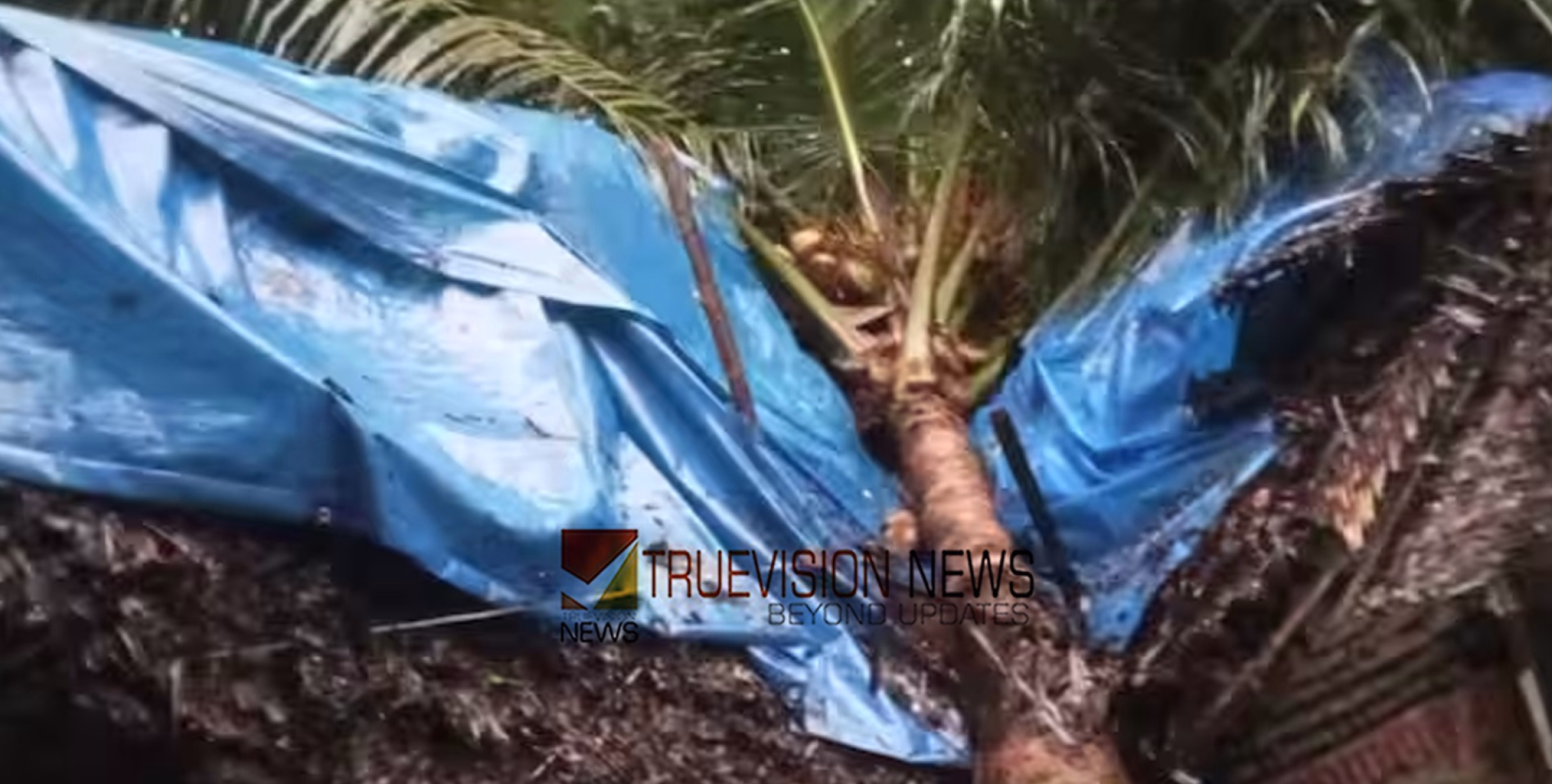 മരണവീട്ടിൽ അപകടം; തൃശ്ശൂരിൽ ശക്തമായ മഴയിൽ തെങ്ങ് കടപുഴകി വീടിന് മുകളിൽ പതിച്ചു, മൂന്ന് കുട്ടികൾക്ക് പരിക്ക്