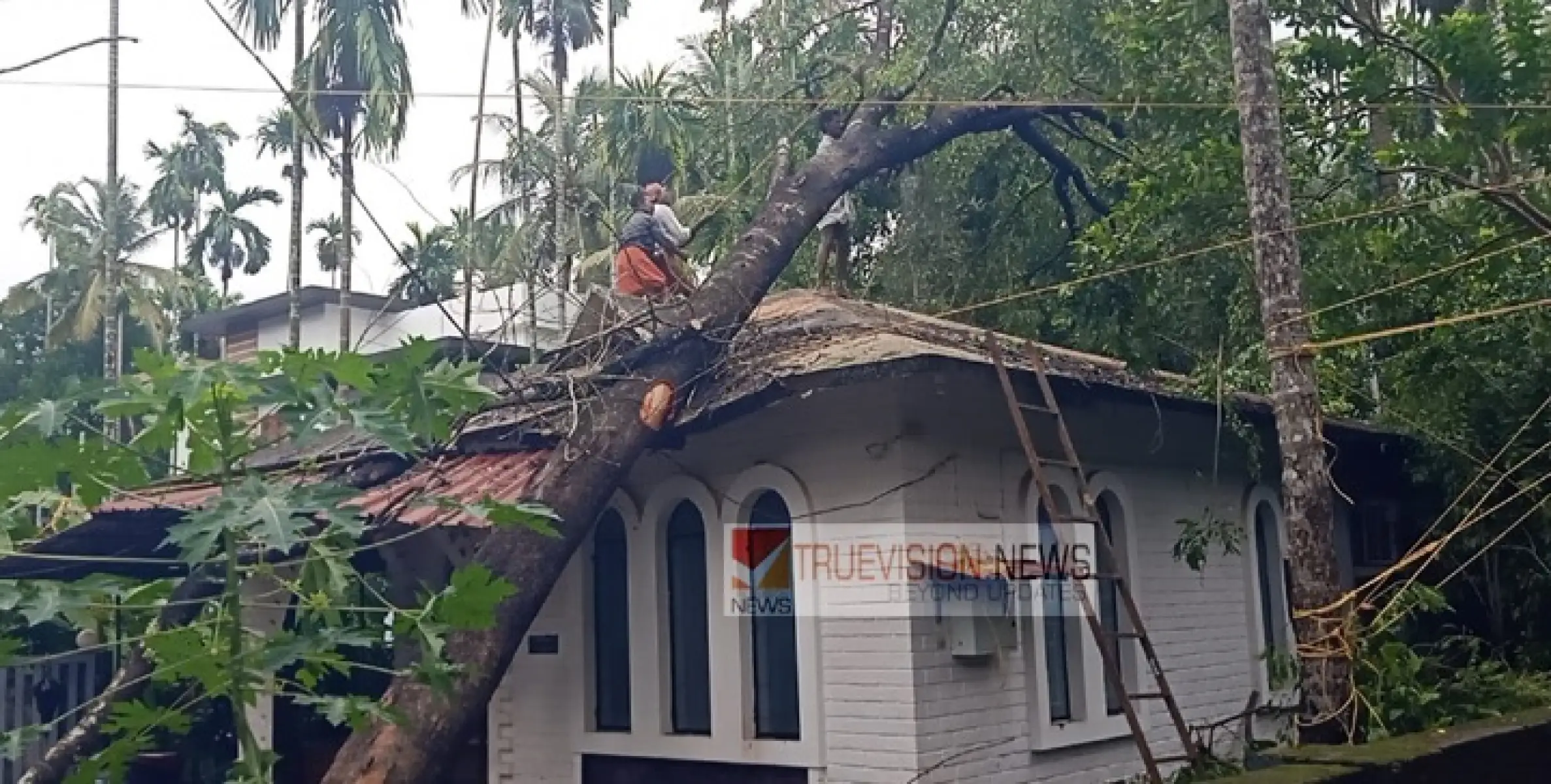 ശക്തമായ കാറ്റിലും, മഴയിലും  ചമ്പാട് മേഖലയിൽ ഇന്നും നാശനഷ്ടം ;  വീടുകൾക്ക്  മുകളിൽ മരങ്ങൾ വീണു, വൈദ്യുതി ബന്ധം താറുമാറായി
