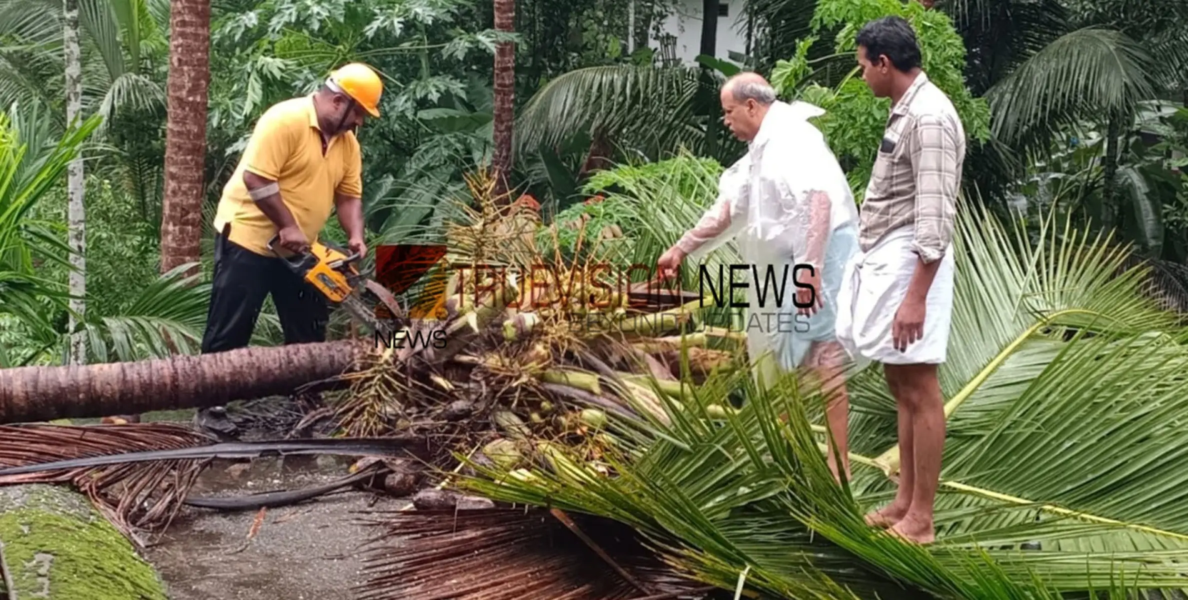 മഴ ശക്തമാകുന്നു; തളീക്കരയിൽ വീശി അടിച്ച കാറ്റിൽ തെങ്ങ് വീണ് വീടിന് കേടുപാട് 