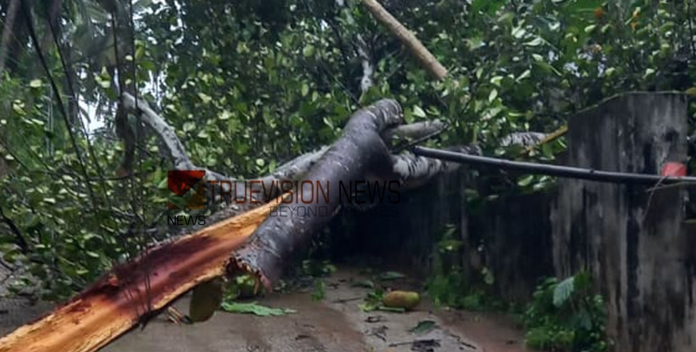  വീശി അടിച്ച് കാറ്റും മഴയും; പൈക്കളങ്ങാടിയിൽ വീടിന്റെ മതിലിനു മുകളിൽ മരം വീണു