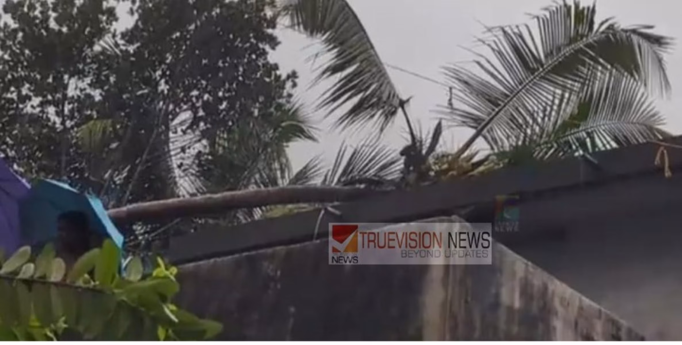 തലശേരിയിൽ ഗ്രാമിക റിപ്പോർട്ടറുടെ വീടിന് മുകളിൽ തെങ്ങ് കടപുഴകി വീണു.