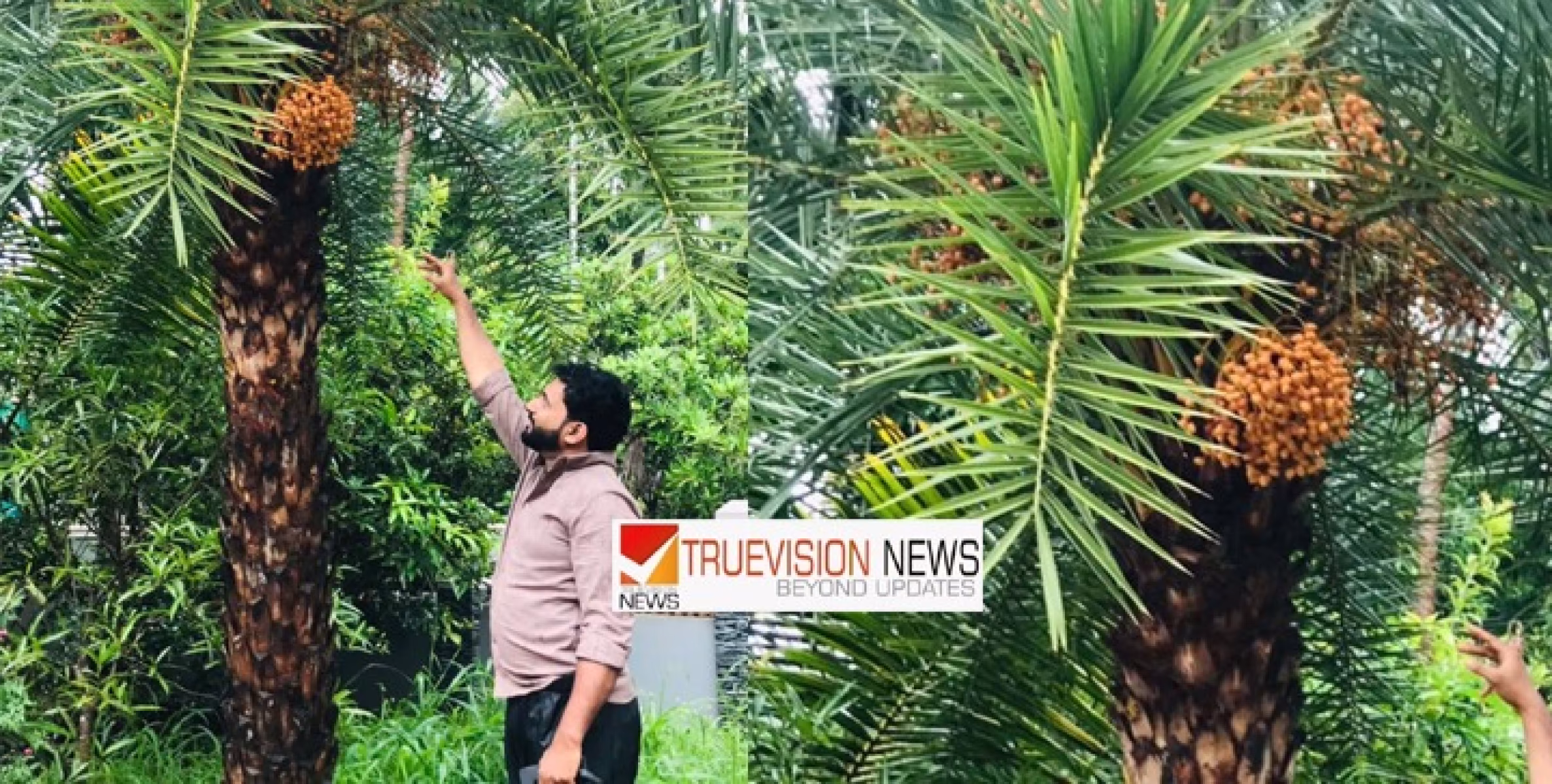 മണലാരണ്യത്തിലെ 'അത്ഭുതം' ചൊക്ലിയിലും ; കുനുകുനാ കായ്ച്ച് ഈന്തപ്പഴം
