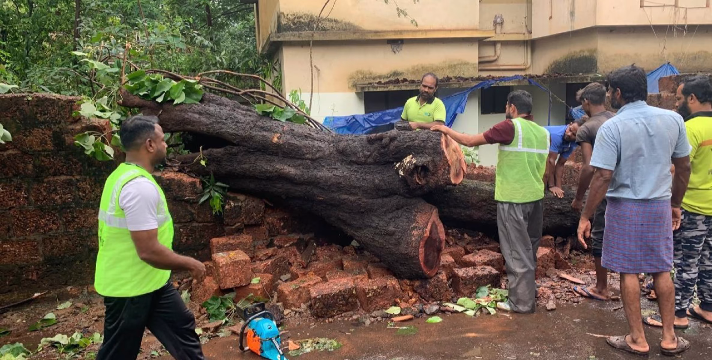 തളിപ്പറമ്പിൽ അപകടകരമാം വിധം പൊട്ടിവീണ മരം വൈറ്റ് ഗാർഡിന്റെ നേതൃത്വത്തിൽ മുറിച്ചു മാറ്റി