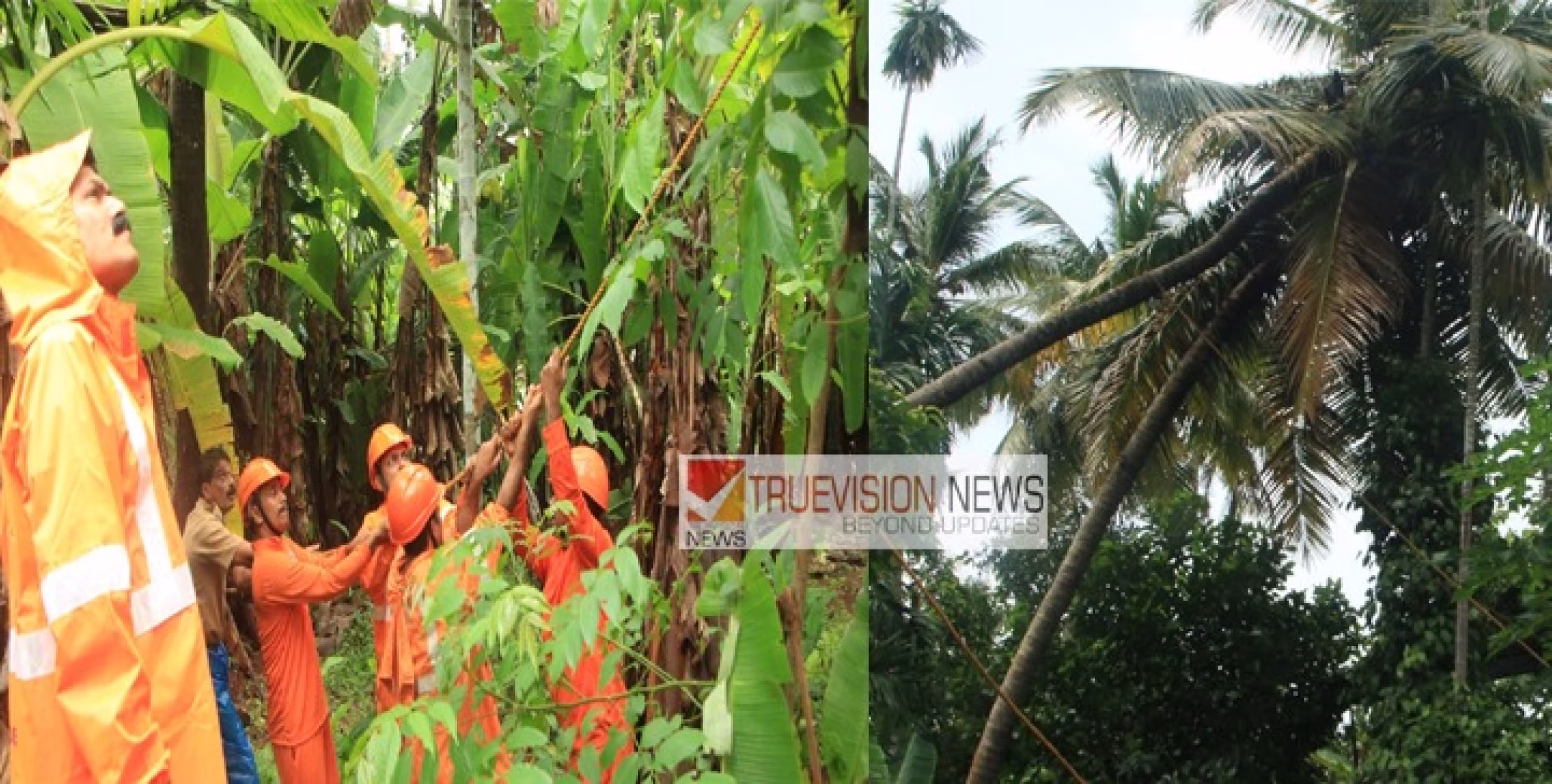 ചമ്പാട്  കനത്ത മഴയിലും, കാറ്റിലും കടപുഴകി വീടിന് മുകളിലേക്ക്  വീഴാറായി 2 തെങ്ങുകൾ ;   അതി  സാഹസീകമായി മുറിച്ച് നീക്കി പാനൂർ ഫയർഫോഴ്സും, നാട്ടുകാരും