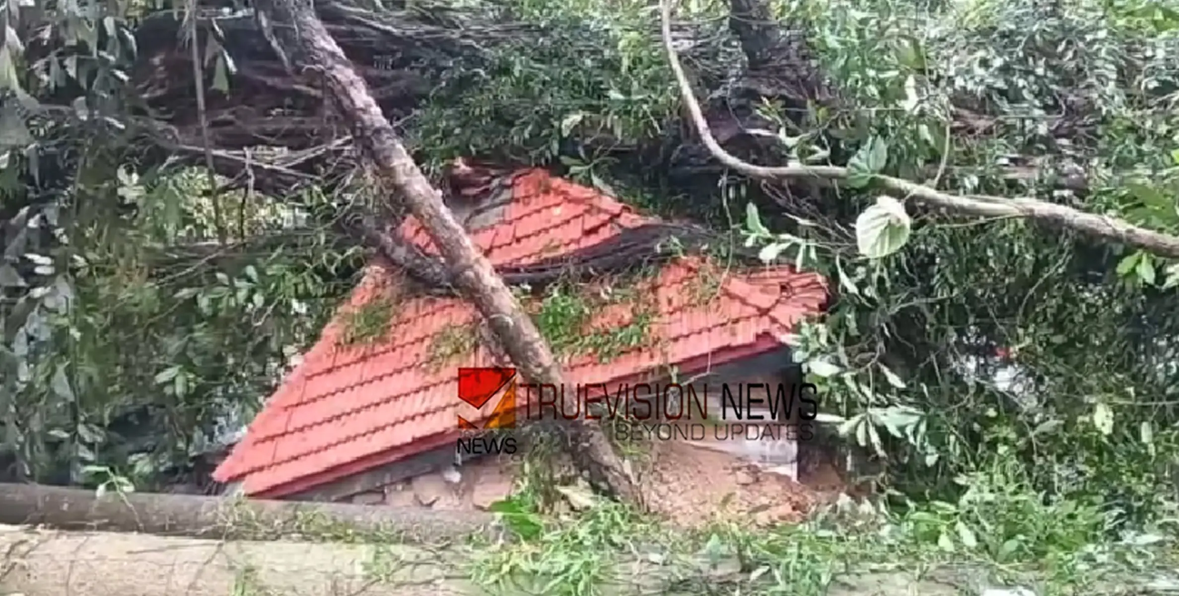 കോഴിക്കോട് വടകരയിൽ കാറ്റിൽ വൻമരം കടപുഴകി വീണ് ക്ഷേത്രം പൂർണ്ണമായി തകർന്നു
