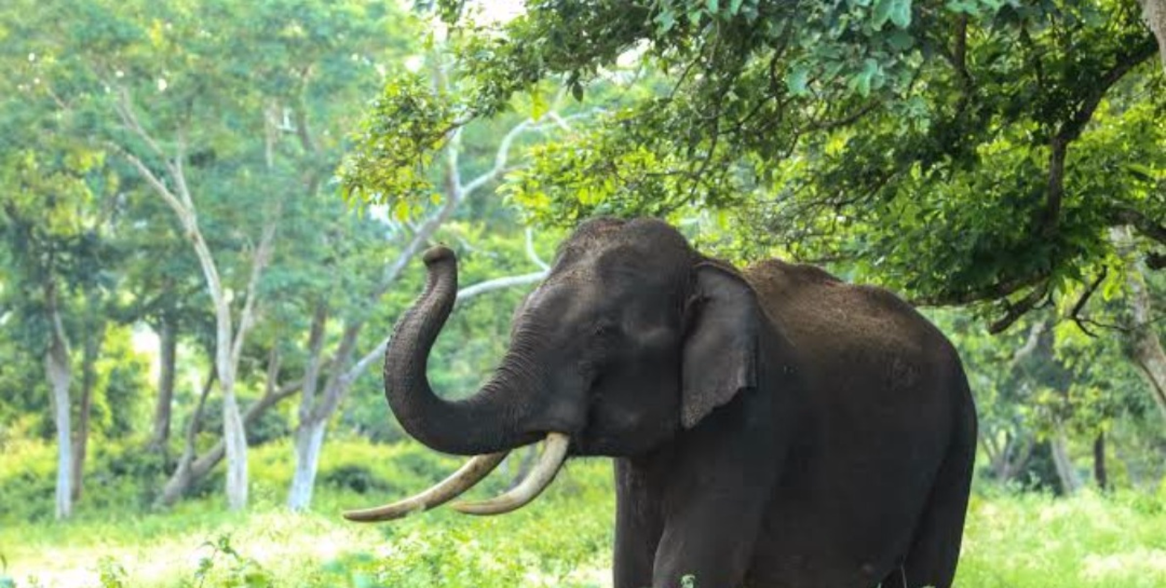 ആറളം ഫാമിൽ വീണ്ടും കാട്ടാന ആക്രമണം:ഷെഡുകൾ തകർത്തു, 3 പേർക്ക് പരിക്ക്.