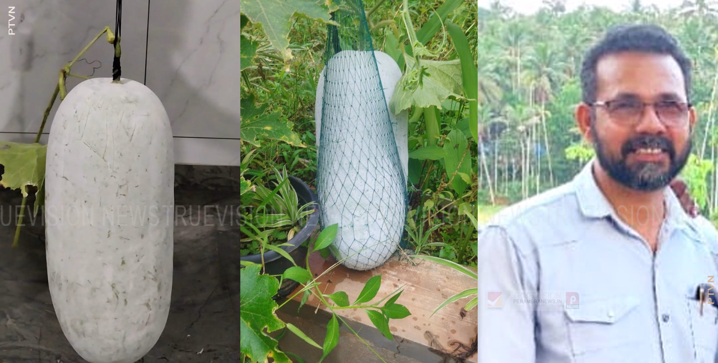 അടുക്കളത്തോട്ടത്തില്‍ വിളവെടുപ്പിന്റെ വിസ്മയം; ബഷീറിന്റെ 'ഇളവന്‍' കൗതുകമായി