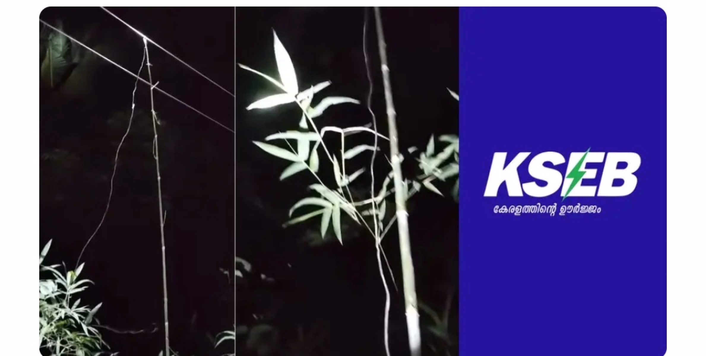 കാട്ടുപന്നിയെ കുടുക്കാനുള്ള കെണിയിൽ തട്ടി മരണം :രണ്ട് പ്രതികളെ കസ്റ്റഡിയിൽ എടുത്ത് പോലീസ് 