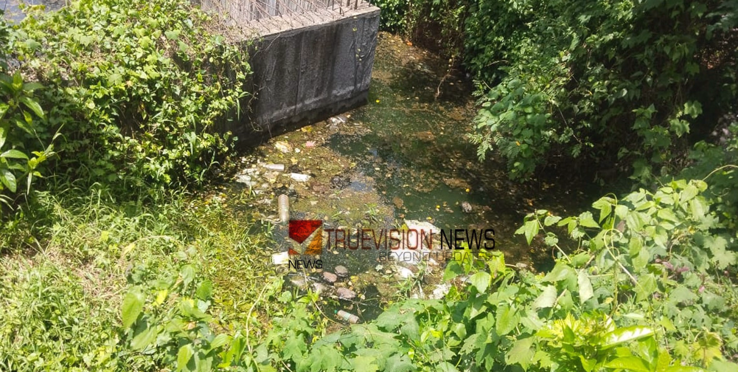 മാലിന്യ തടാകം; കല്ലാച്ചി മത്സ്യമാർക്കറ്റിനടുത്തെ വലിയ കുളം ആരോഗ്യ ഭീഷണിയാവുന്നു