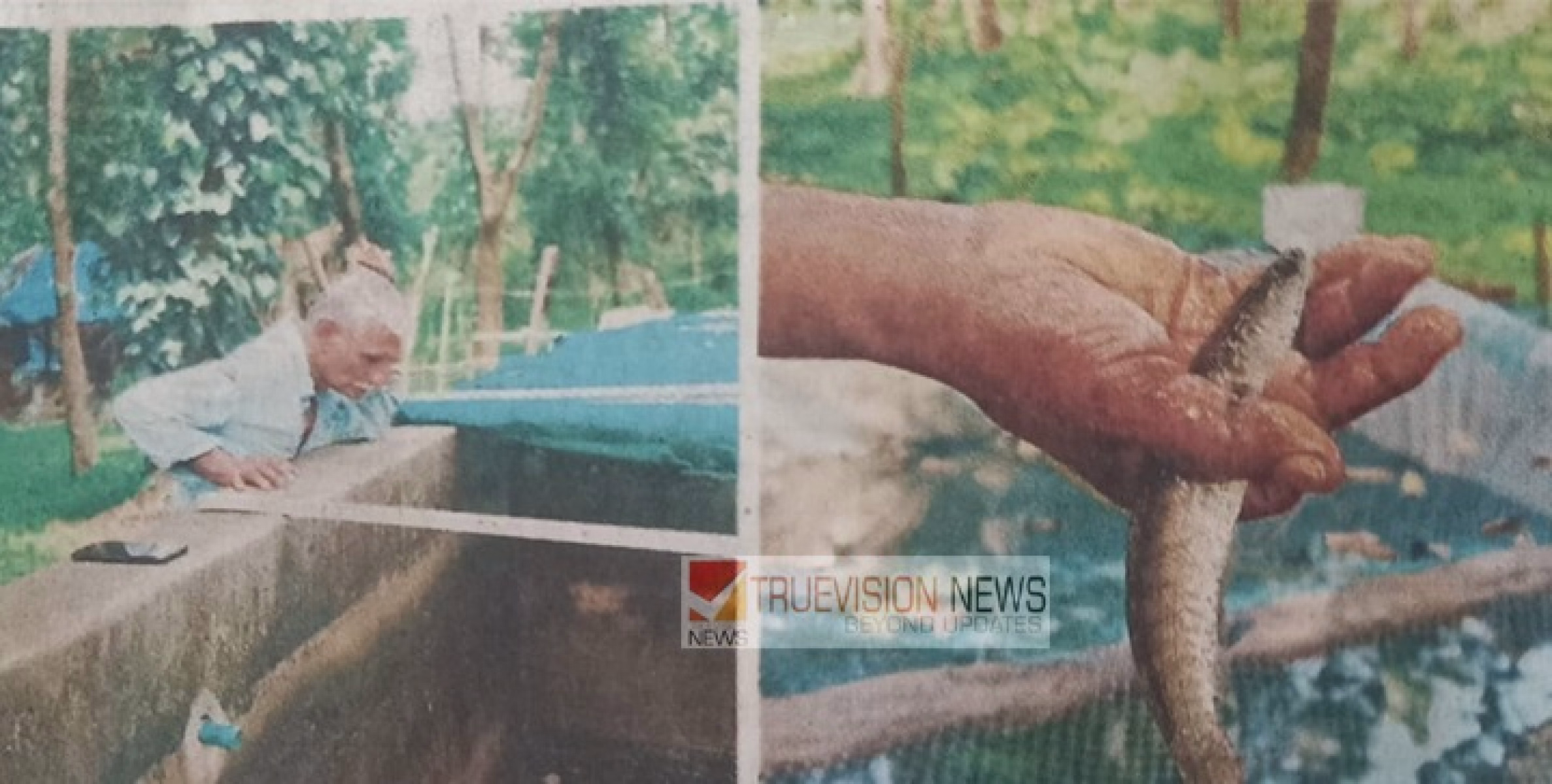 രണ്ട് ക്വിൻറൽ വളർത്ത് മത്സ്യങ്ങൾ  കവർന്ന് മോഷ്ടാക്കളുടെ  കണ്ണില്ലാത്ത ക്രൂരത ; കണ്ണൂർ മലപ്പട്ടം സ്വദേശിയായ വയോധികൻ്റെ മൂന്നര മാസത്തെ കഠിനാധ്വാനം പാഴായി