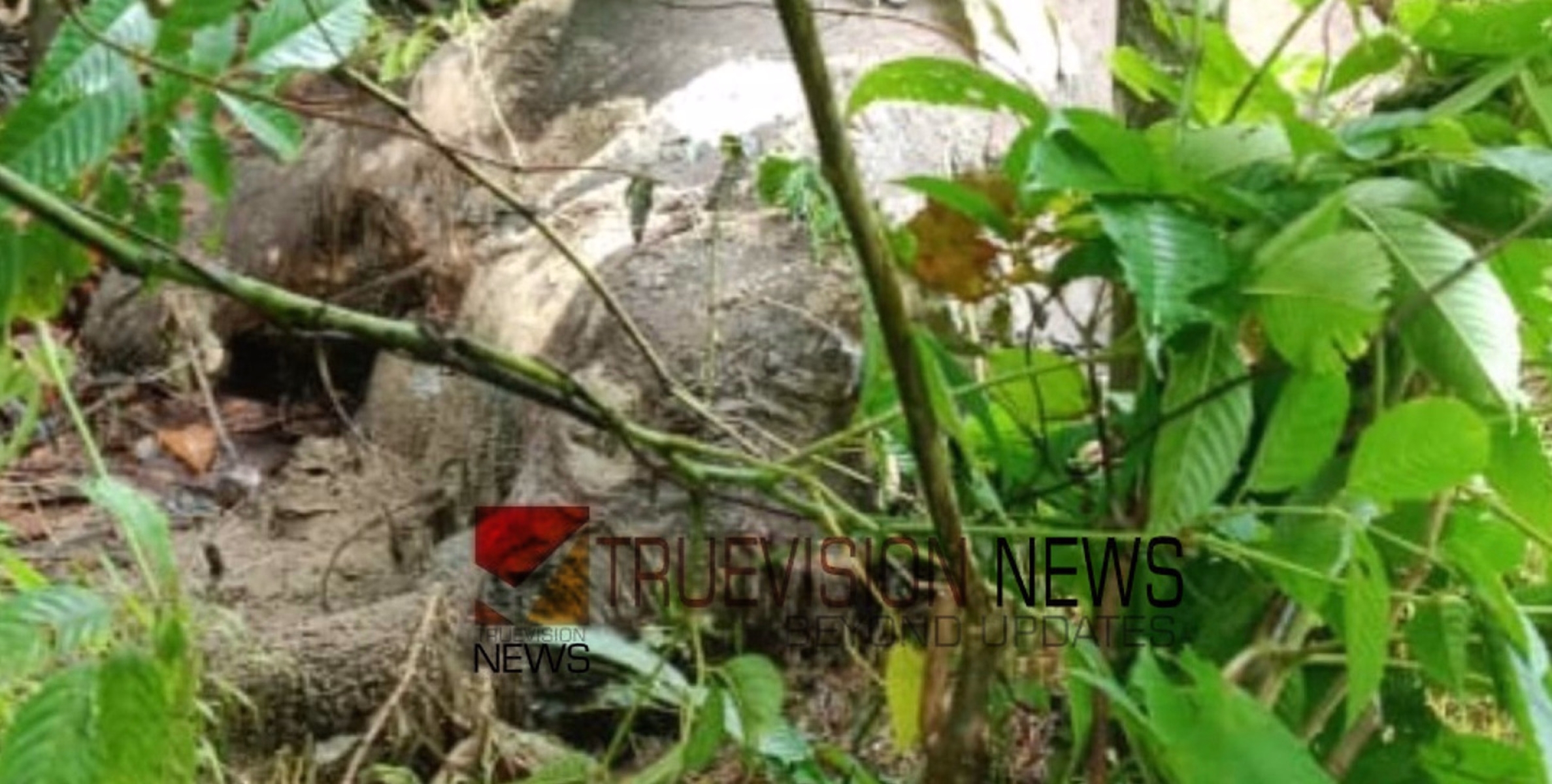 ചൂരണി മലയിലെ കൃഷിയിടത്തിൽ കാട്ടാന ചരിഞ്ഞ നിലയിൽ 