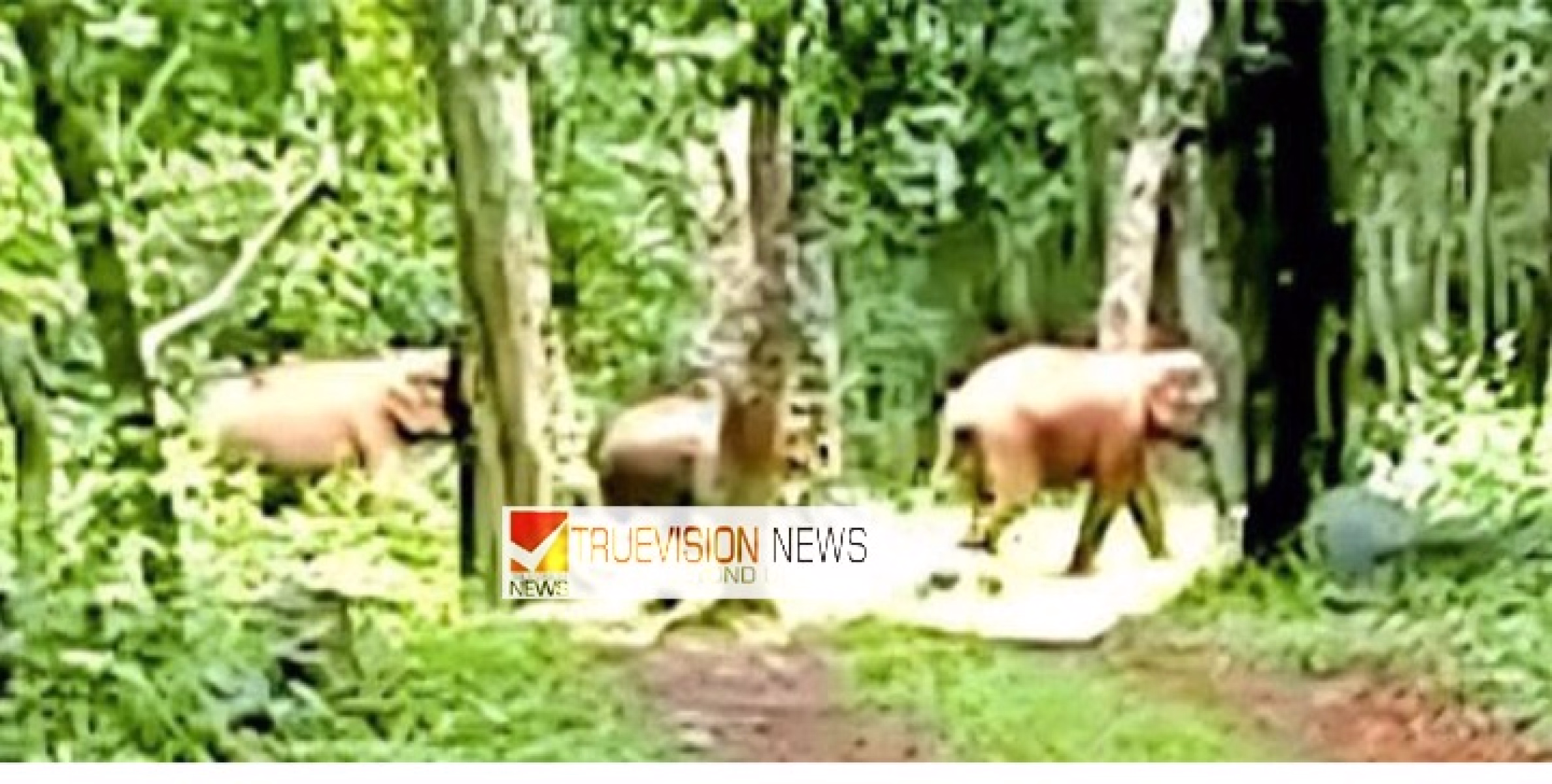 പാനൂരിനടുത്ത് നരിക്കോട്ടുമലയിലെ ജനവാസ കേന്ദ്രത്തിൽ കാട്ടാനക്കൂട്ടം ; നൂറോളം വീട്ടുകാർ ഭീതിയിൽ