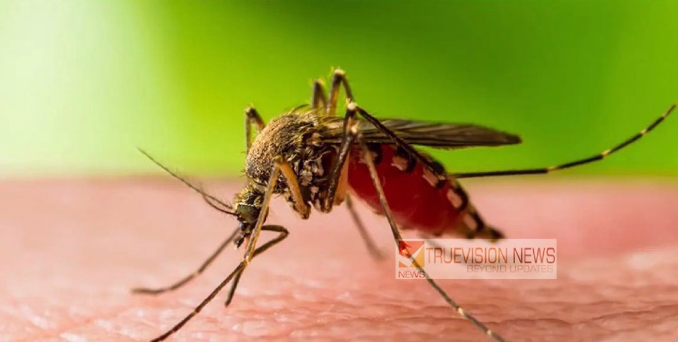 ചിറ്റാരിപ്പറമ്പ് ഗ്രാമപഞ്ചായത്തിൽവെസ്റ്റ്നൈൽ പനി സ്ഥിരീകരിച്ചു.