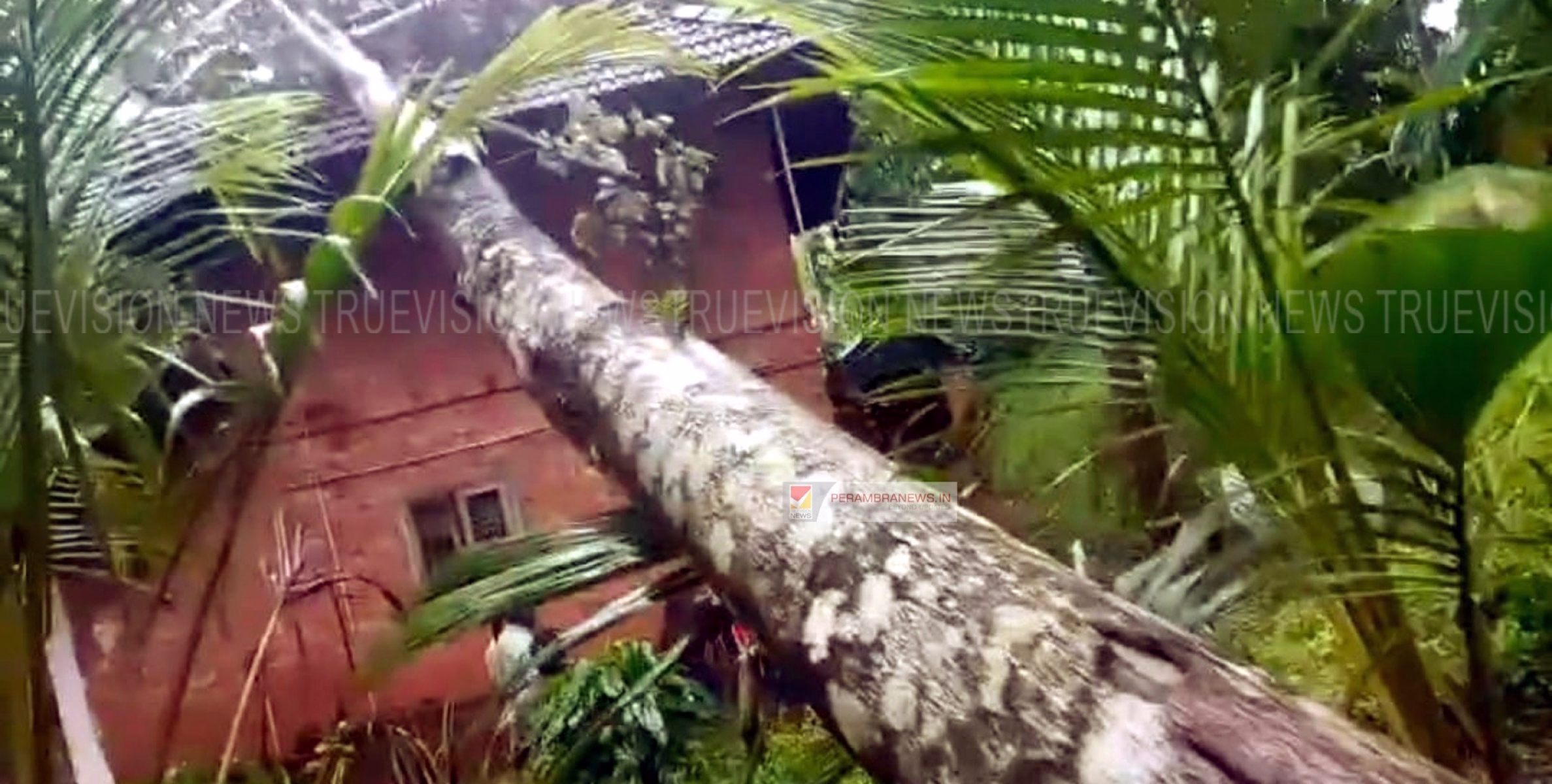 വീടിനു മുകളില്‍ വന്‍ മരം കടപുഴകി വീണ് നാശനഷ്ടം