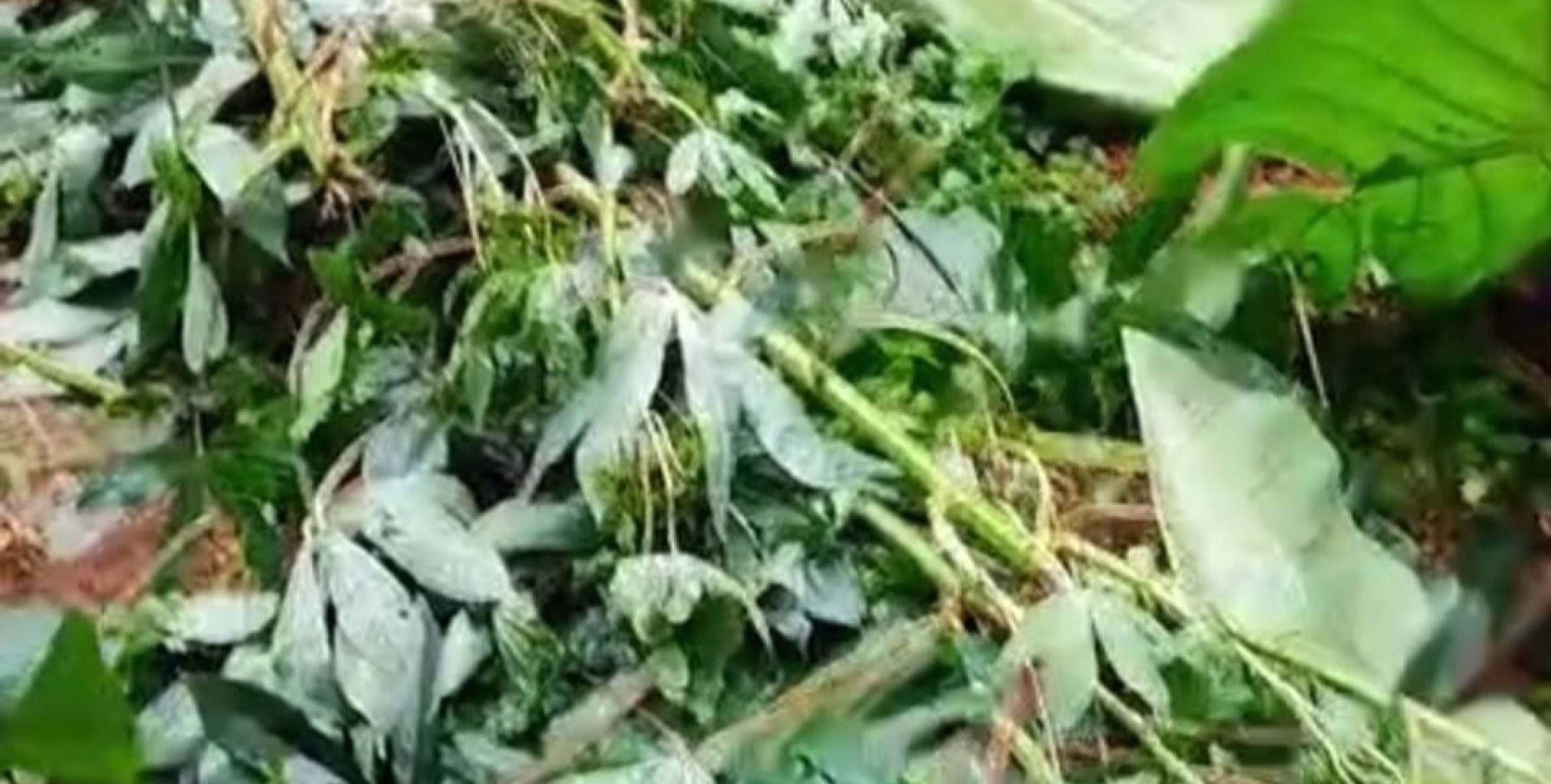 ആളെക്കൊല്ലി മോഴയാന ആറളം ആനമതിൽ ഭേദിച്ച് പൂക്കുണ്ട് ജനവാസ മേഖലയിൽ കൃഷി നശിപ്പിച്ചു
