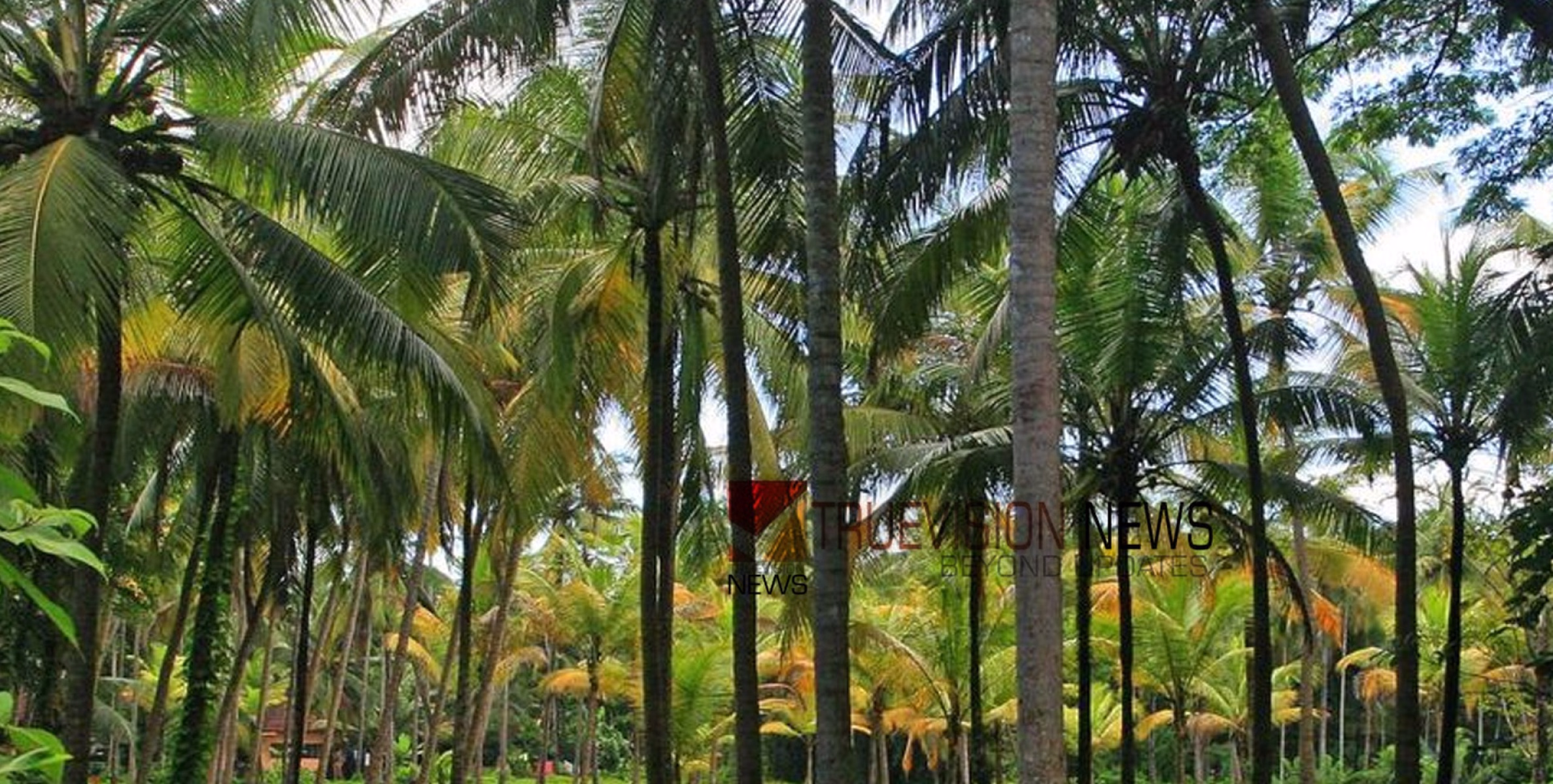 ഇപ്പോൾ അപേക്ഷിക്കൂ; കായക്കൊടി പഞ്ചായത്തിൽ കേരകൃഷി വികസന പദ്ധതി 