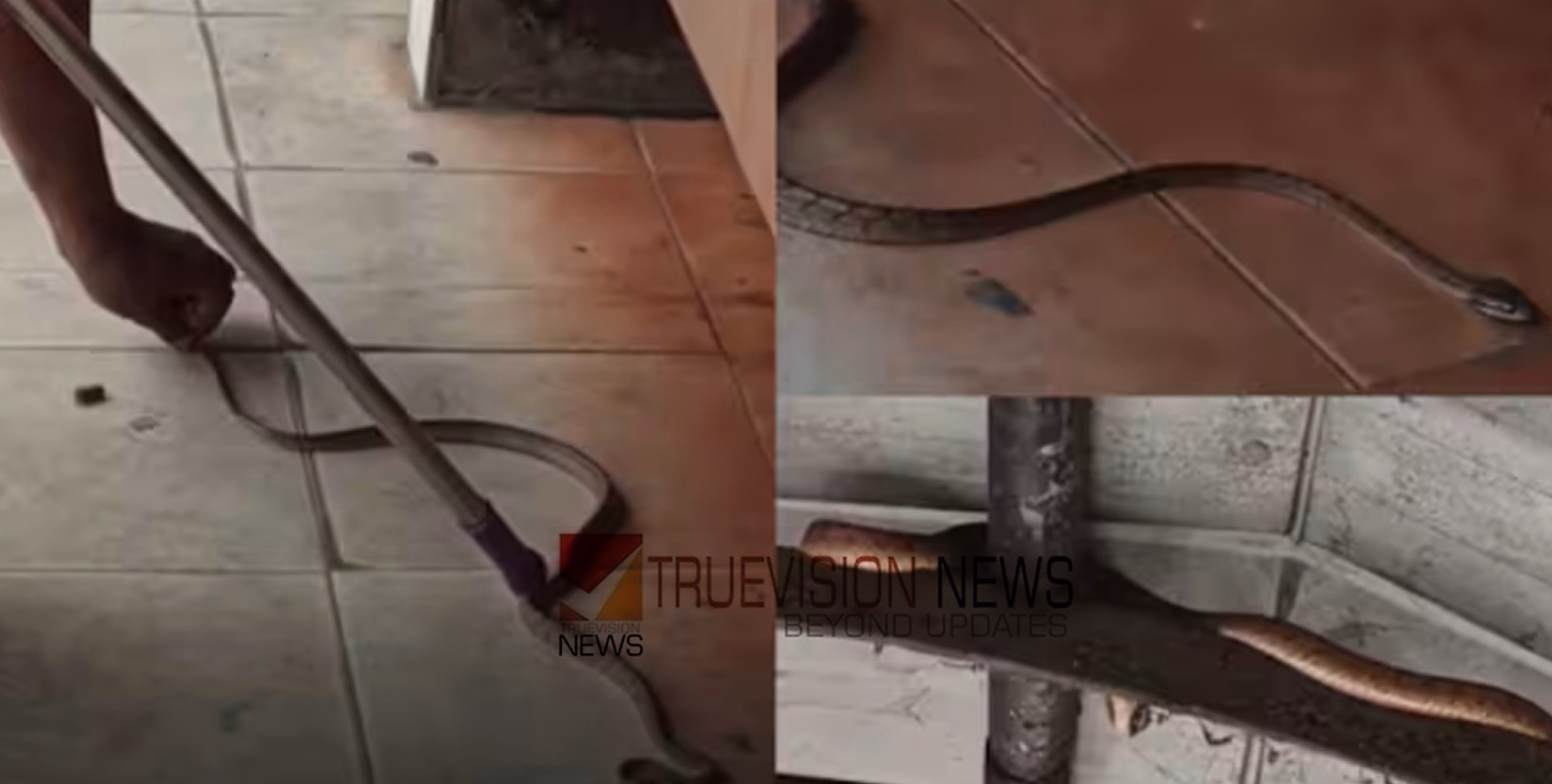 ഒന്ന് ബസ് കാണാൻ വന്നതാ ....; പുൽപ്പള്ളി ബസ് സ്റ്റാൻഡിൽ യാത്രക്കാരെ പരിഭ്രാന്തരാക്കി പാമ്പ്