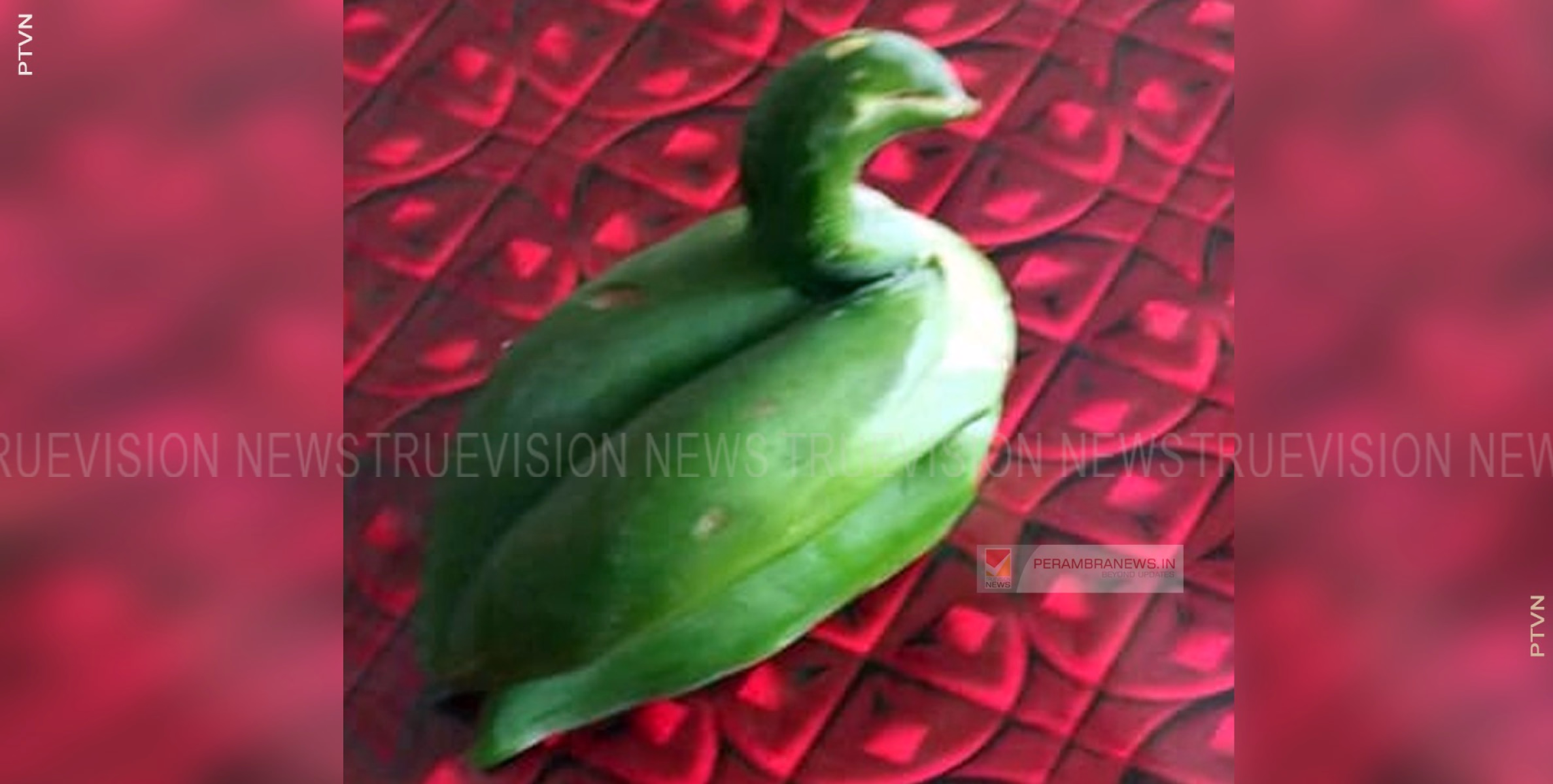 കൗതുകമുണര്‍ത്തി അരയന്നം മോഡല്‍ പപ്പായ