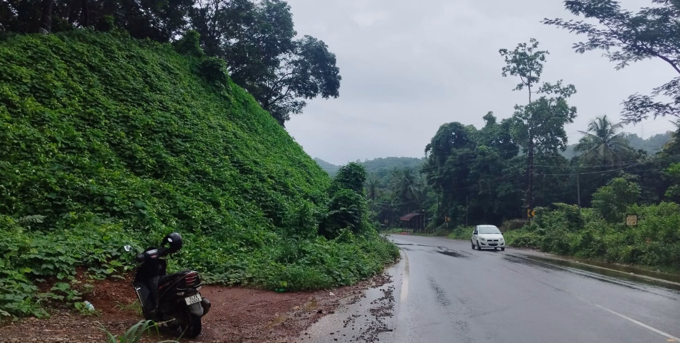 സിഗ്നൽ ബോർഡുകൾ കാണാനില്ല വില്ലനായി കാട്ടുപയർ: റോഡിൽ അപകട സാധ്യതയേറുന്നു