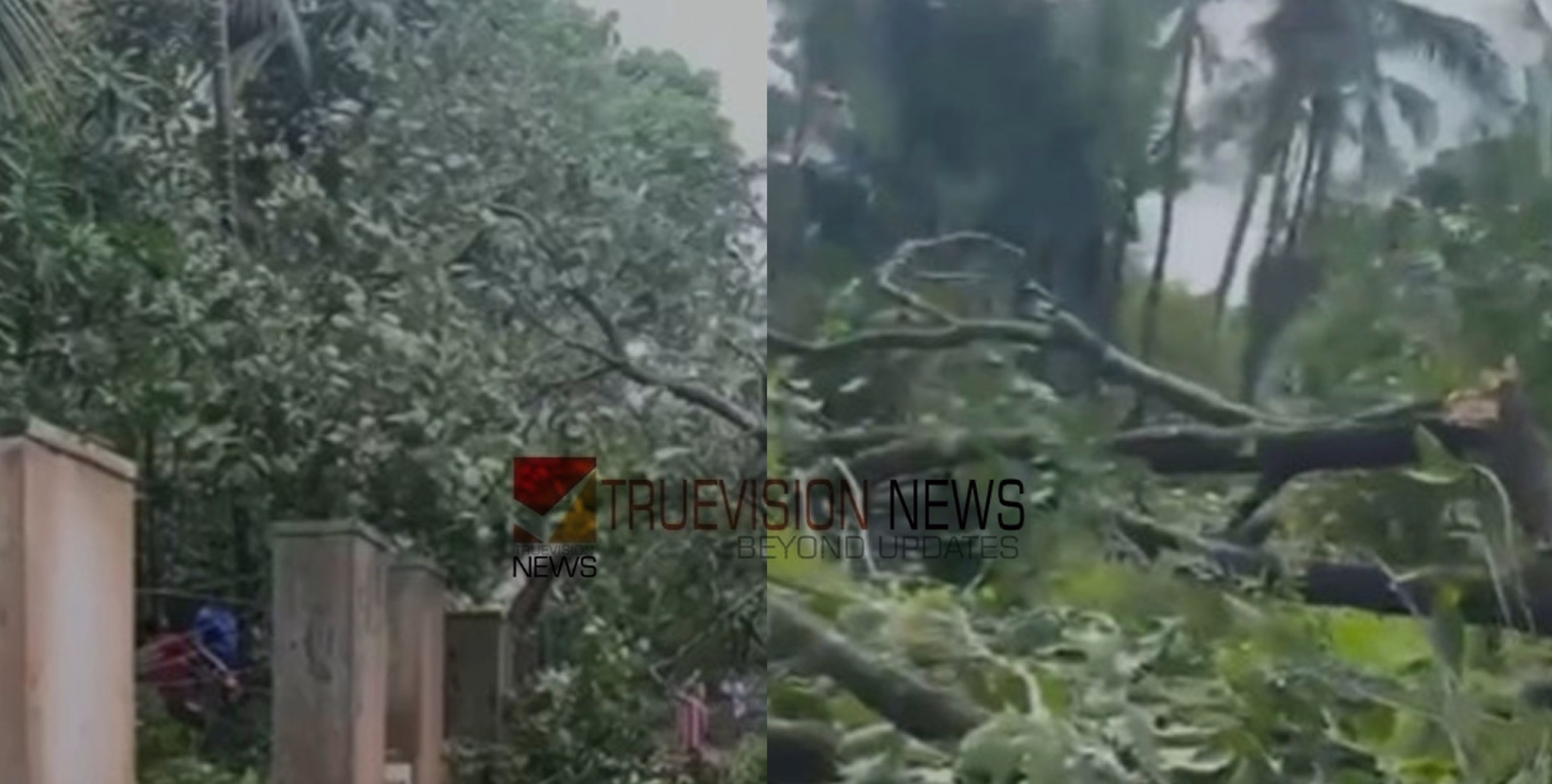 ശക്തമായ കാറ്റ്; വള്ളിയാട് കോട്ടപ്പള്ളി ഏരിയയിൽ വ്യാപക നാശനഷ്ടം