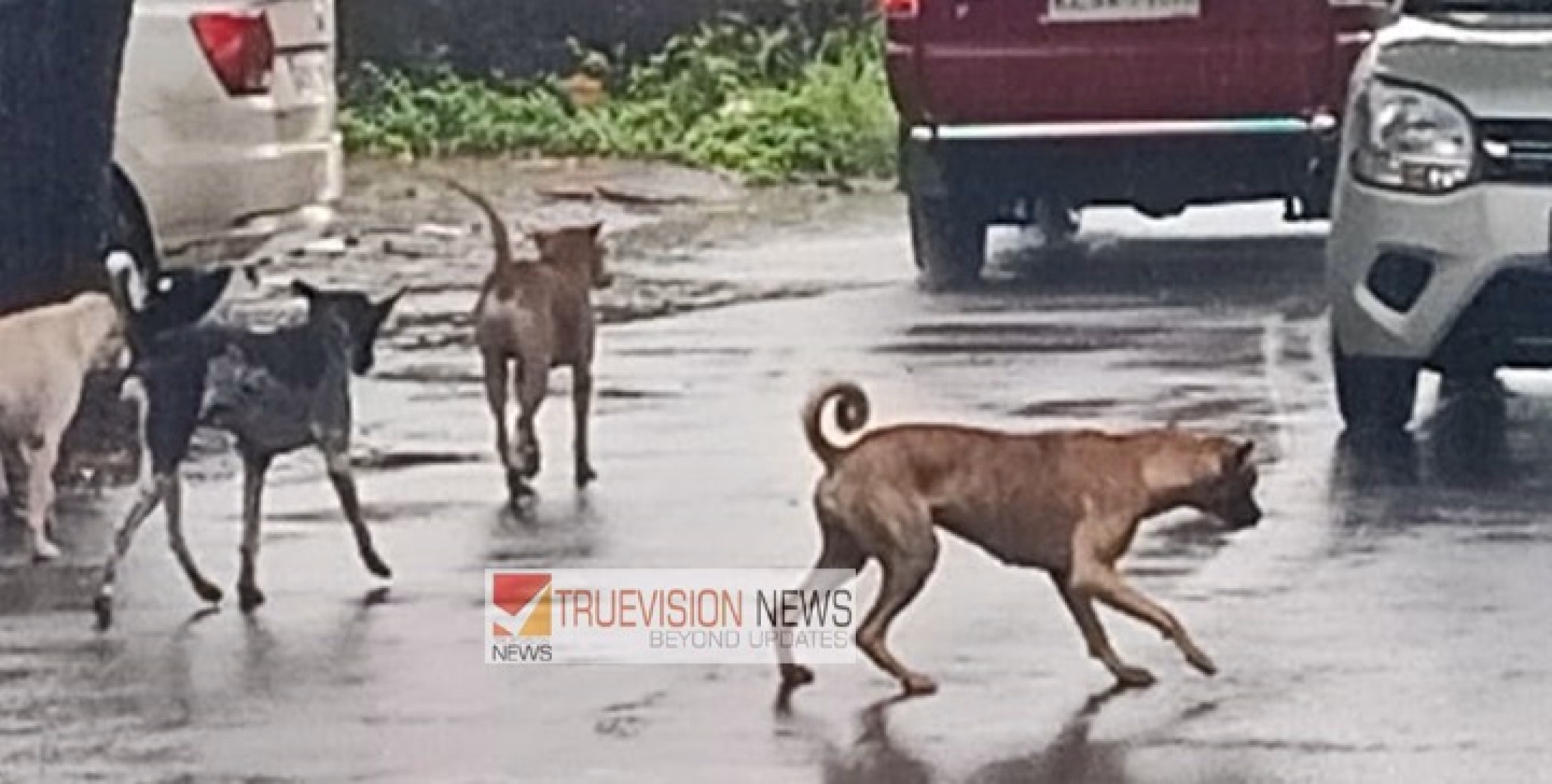 കോപ്പാലം - പന്തക്കൽ വഴി കടന്നു പോകുന്ന ഇരുചക്രവാഹന  യാത്രക്കാർ ശ്രദ്ധിക്കുക ;  തെരുവുനായകൾ വാഹനങ്ങൾക്ക് പിന്നാലെ ഓടുന്നു, അച്ഛനും, മകളുമുൾപ്പടെ 3 പേർക്ക് പരിക്ക്