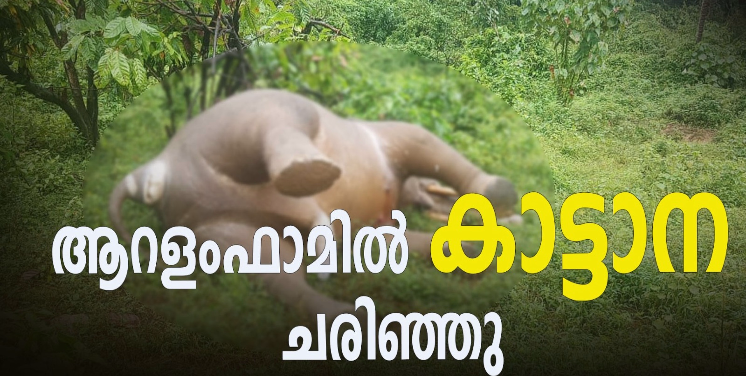 ആറളംഫാമിൽ കാട്ടാന ചരിഞ്ഞു
