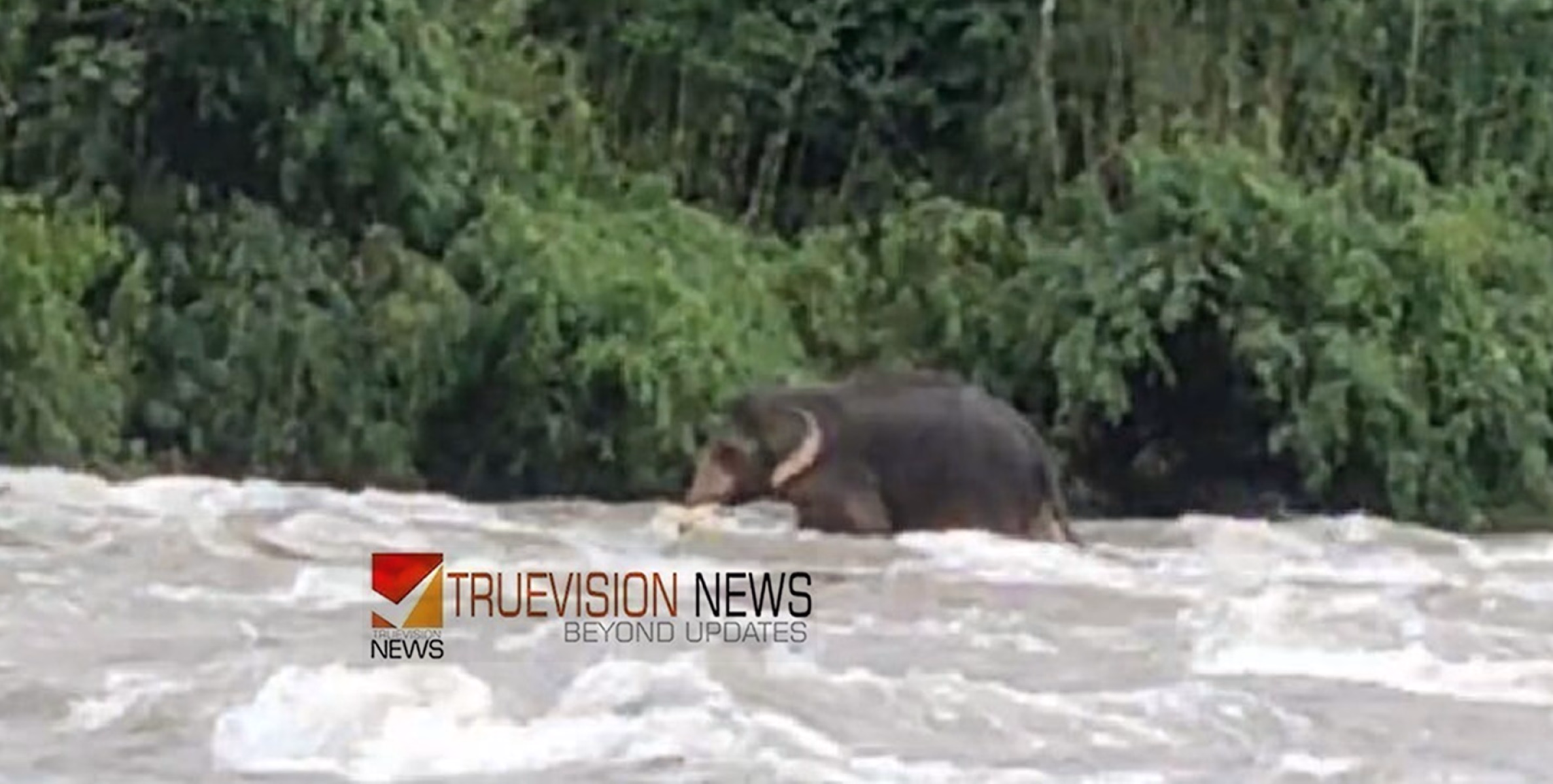 ചാലക്കുടി പുഴയിൽ കാട്ടാന ഒഴുക്കിൽപ്പെട്ടു