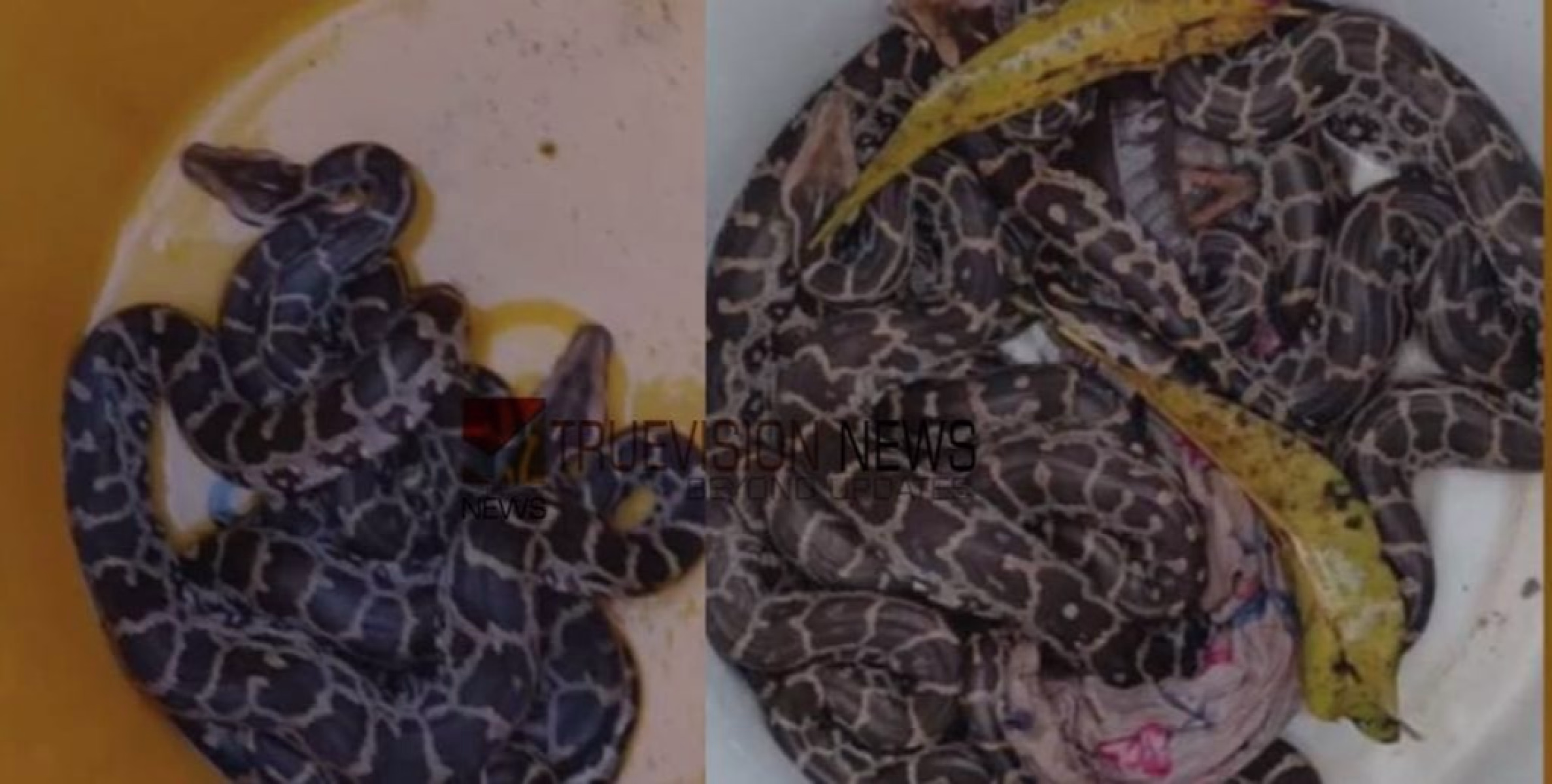 കണ്ണൂർ മയ്യിലിൽ  പാമ്പുകൾക്ക് മാളമില്ല ; രണ്ടു ദിവസത്തിനിടെ പിടികൂടിയത് 25 ലധികം പാമ്പുകൾ