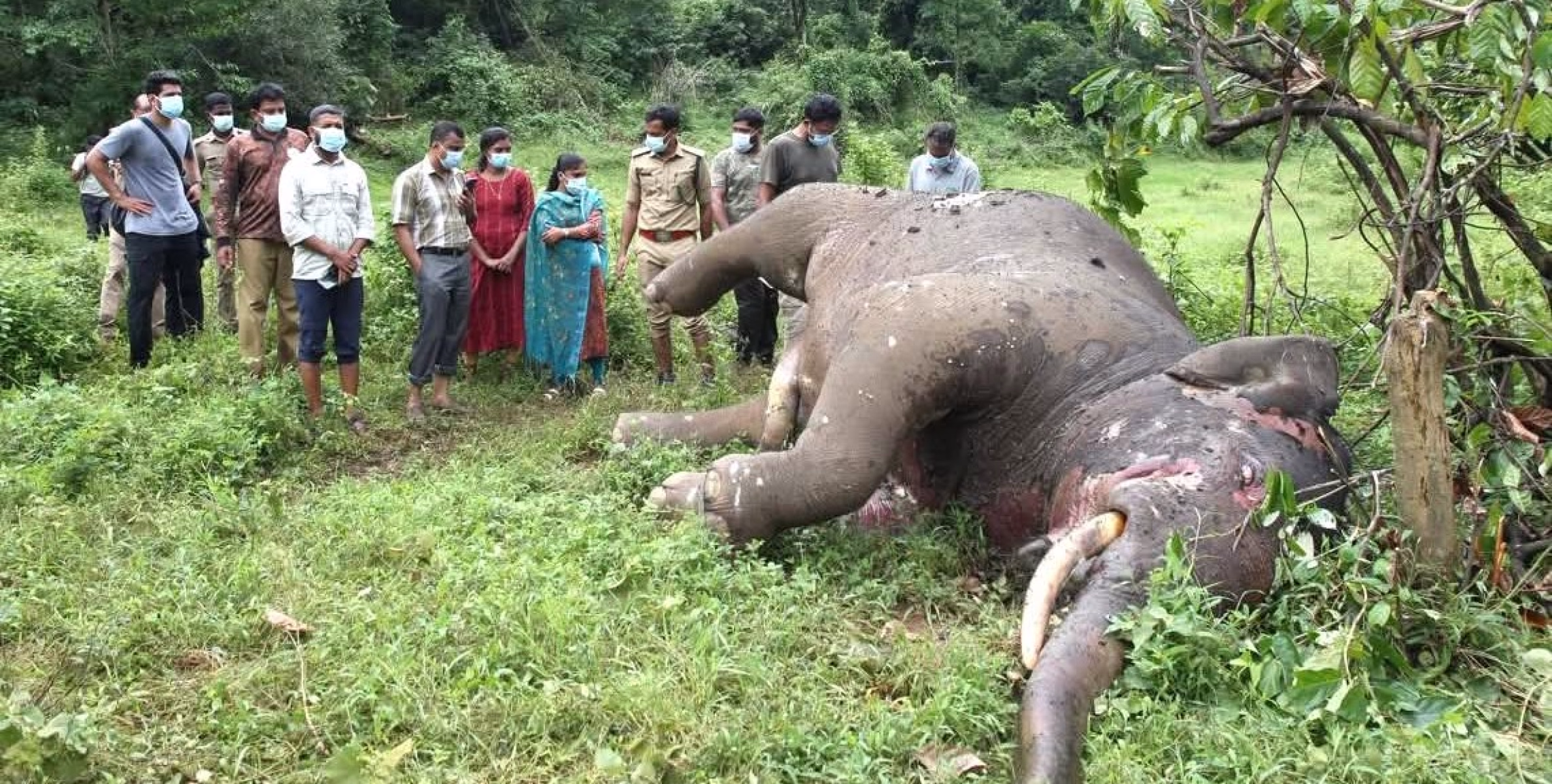 ആറളം ഫാമിൽ ചരിഞ്ഞ കാട്ടാനയുടെ പോസ്റ്റ്‌മോർട്ടം നടത്തി