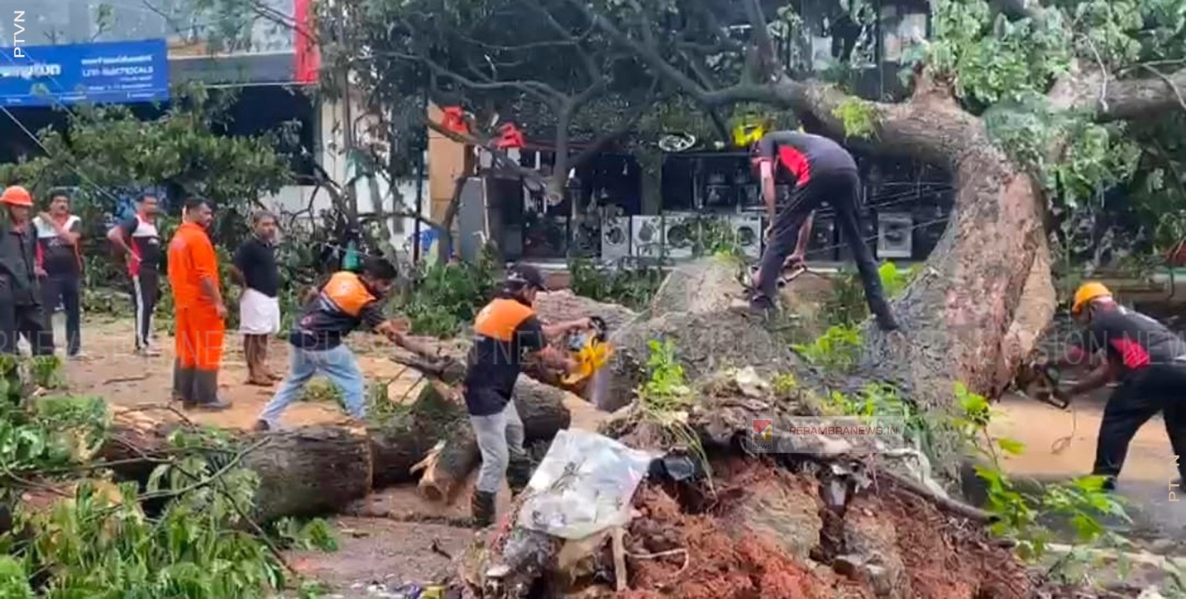 വന്‍ തണല്‍ മരം കടപുഴകി വീണു