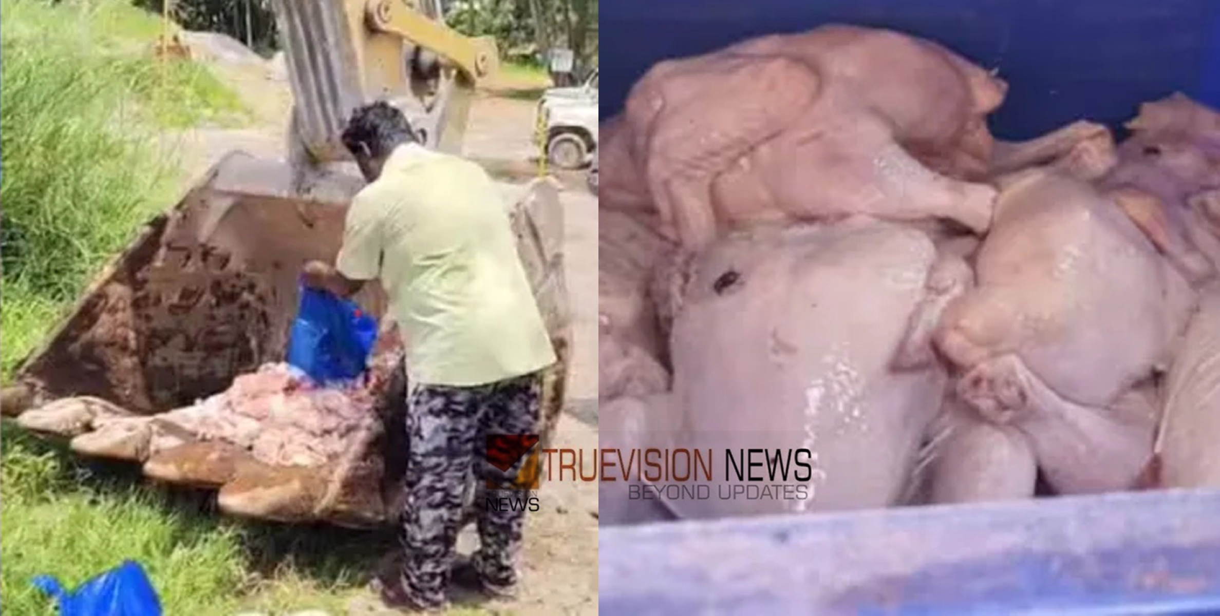 കുഴിച്ചു മൂടി, ഹോട്ടലുകളിലടക്കം വിൽപനക്ക് എത്തിച്ച പഴകിയ ഇറച്ചി പിടികൂടി നാട്ടുകാ‍ർ