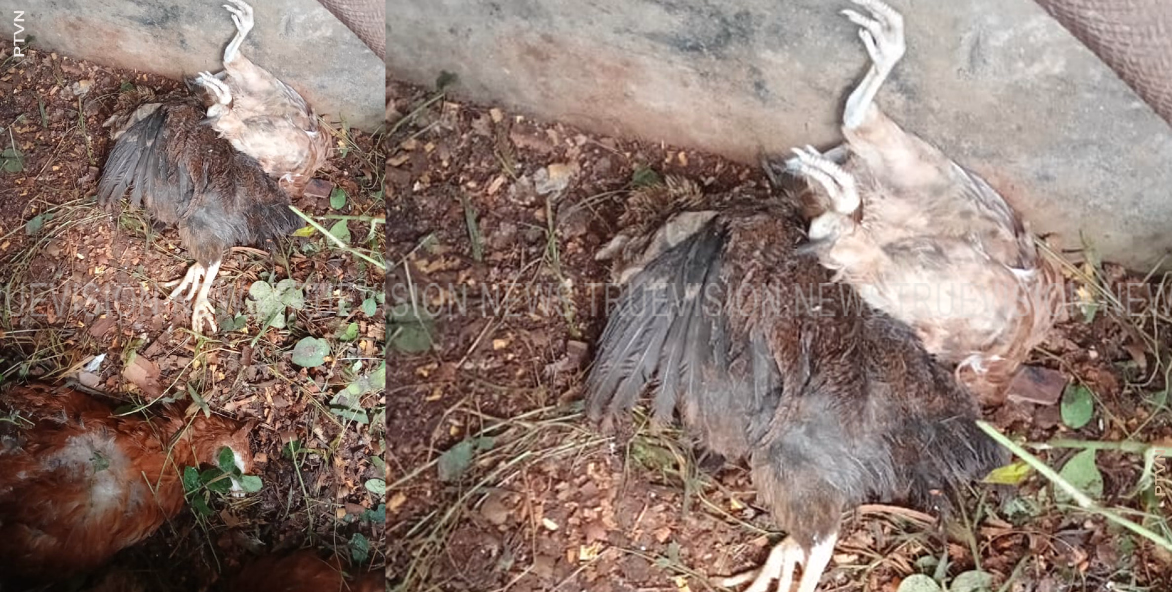 തെരുവു നായകളെക്കൊണ്ട് വലഞ്ഞ് പറമ്പല്‍ നിവാസികള്‍